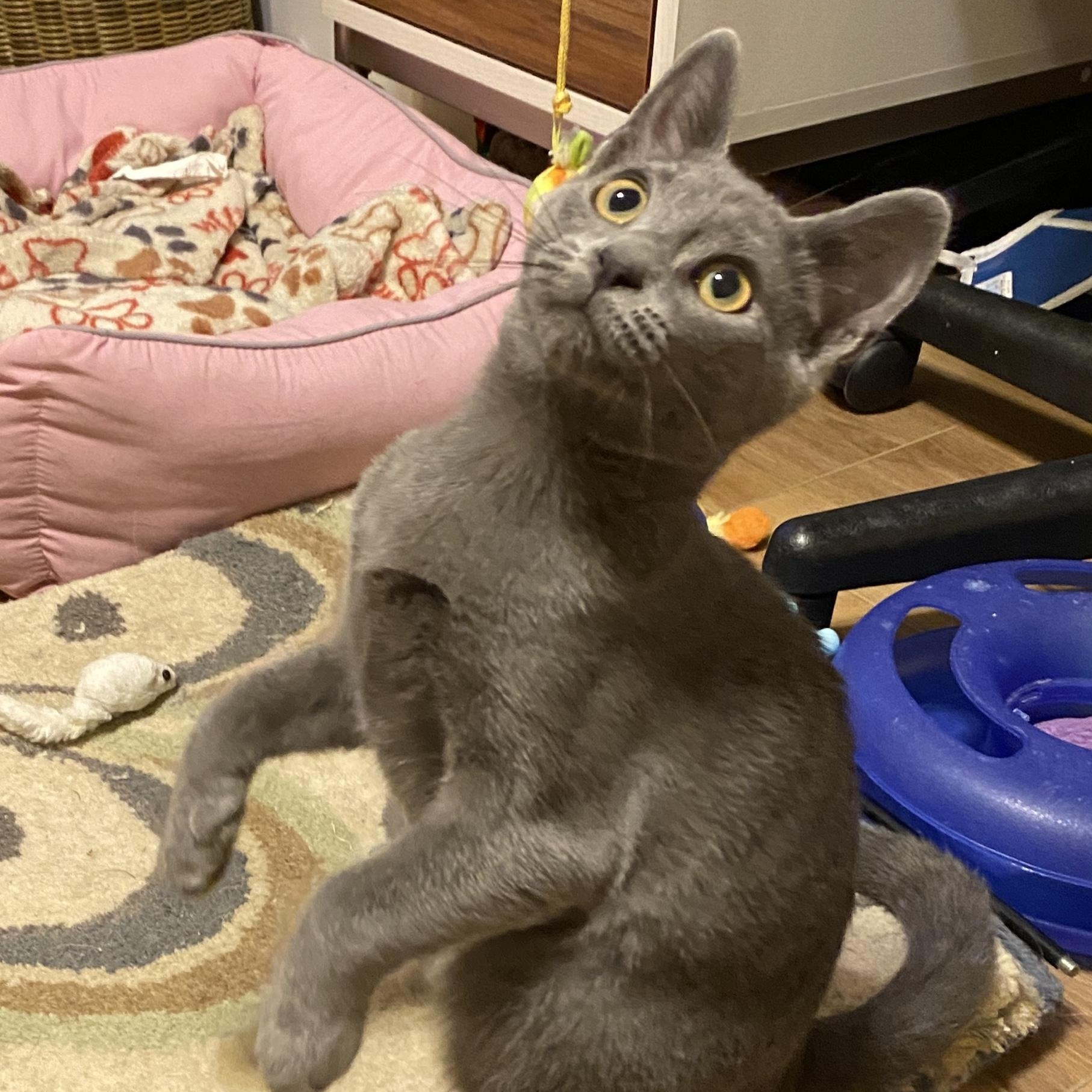 Shakespeare, a Adopted Domestic Short Hair in Pickerington, OH image 5/6