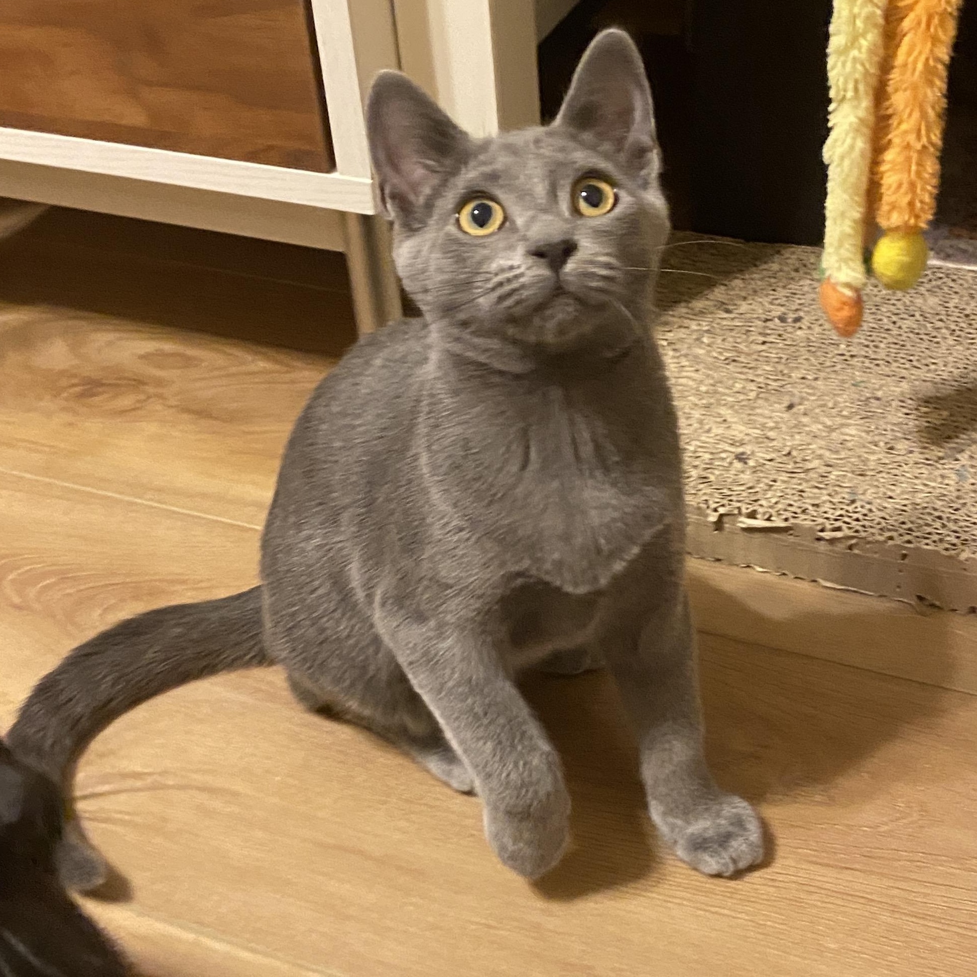 Shakespeare, a Adopted Domestic Short Hair in Pickerington, OH image 6/6