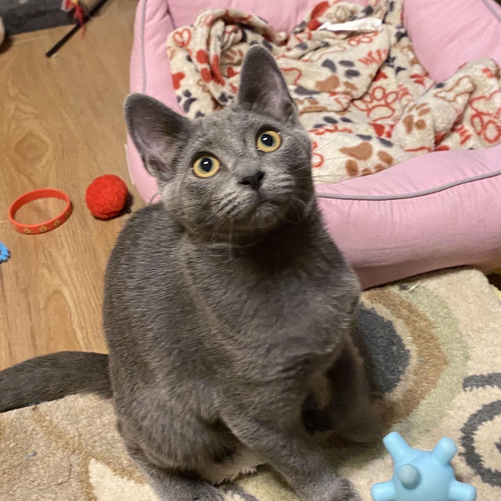 Shakespeare, Adopted, Kitten Male Domestic Short Hair.