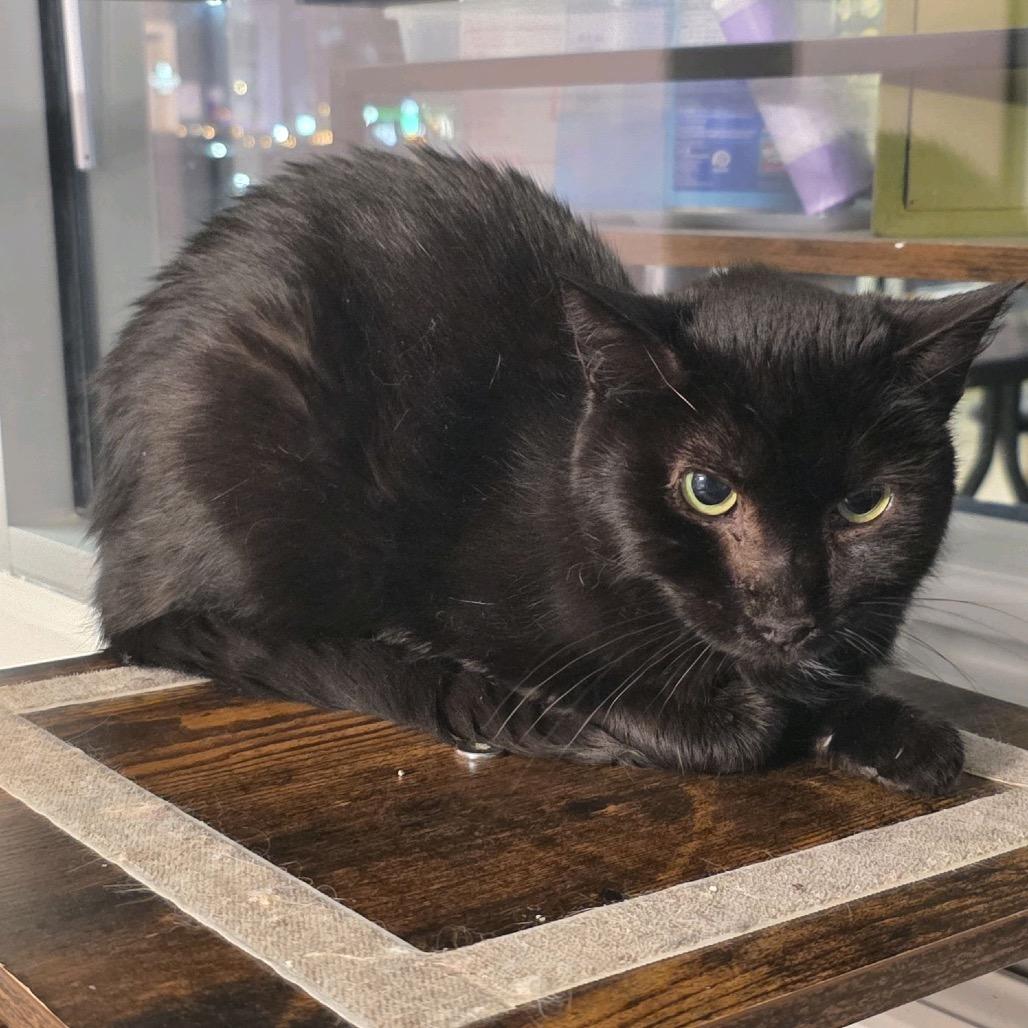 Orion, Adoptable, Adult Female Domestic Short Hair.