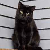 Enlarge Orion, a Adoptable Domestic Short Hair in Nashville, TN image 2/2