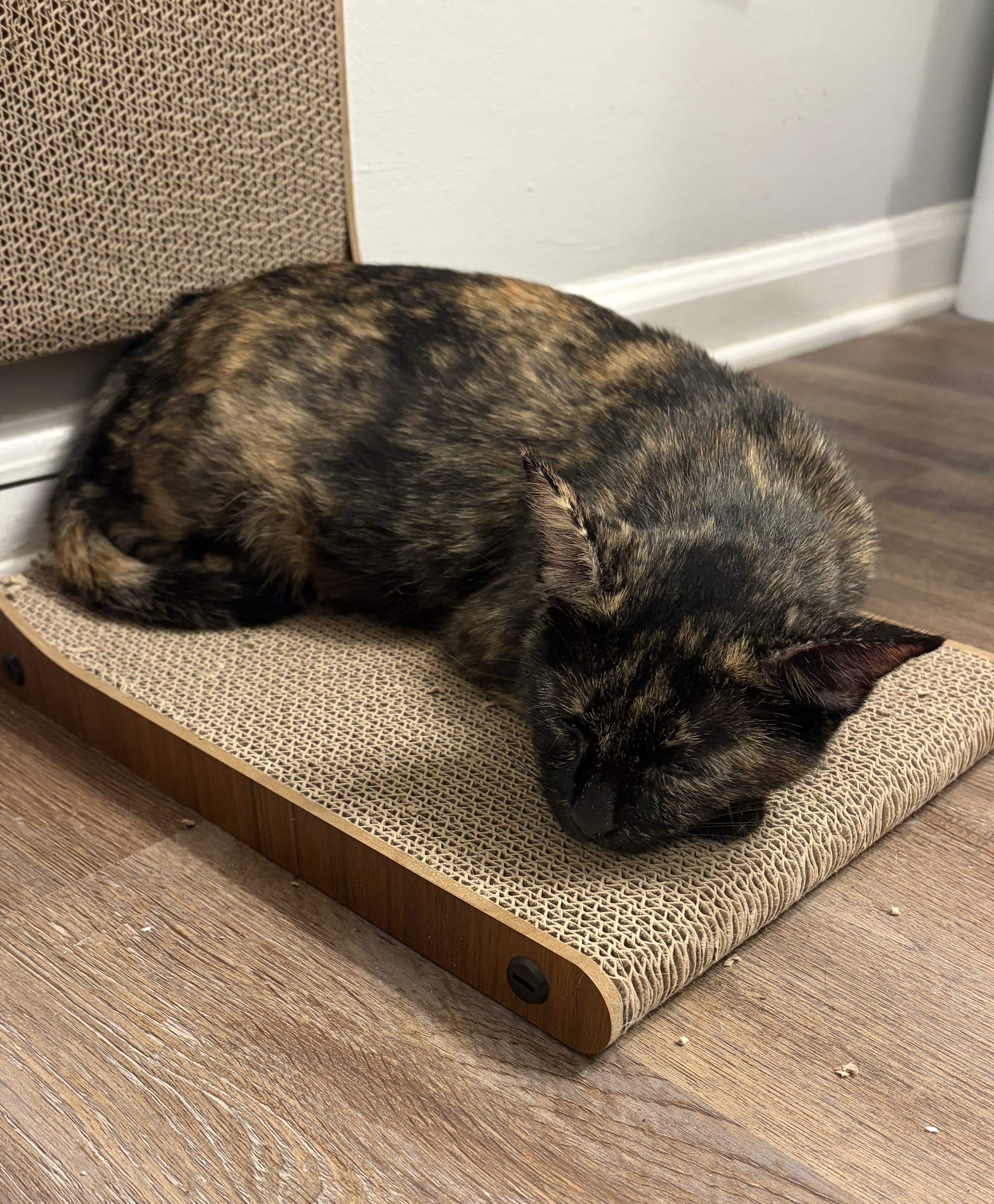 Enlarge Molasses, a Adoptable Domestic Short Hair in Lexington, KY image 2/2