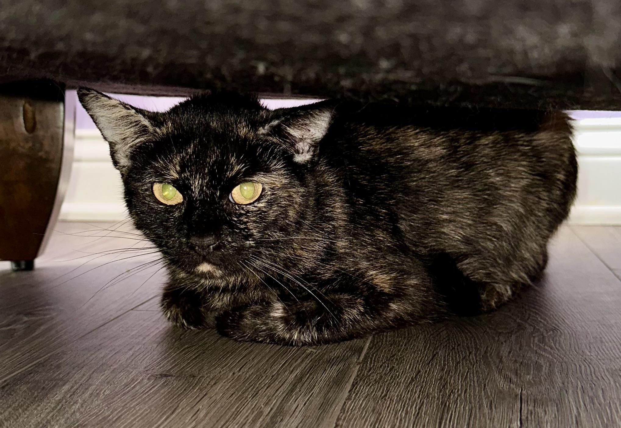 Enlarge Molasses, a Adoptable Domestic Short Hair in Lexington, KY image 1/2
