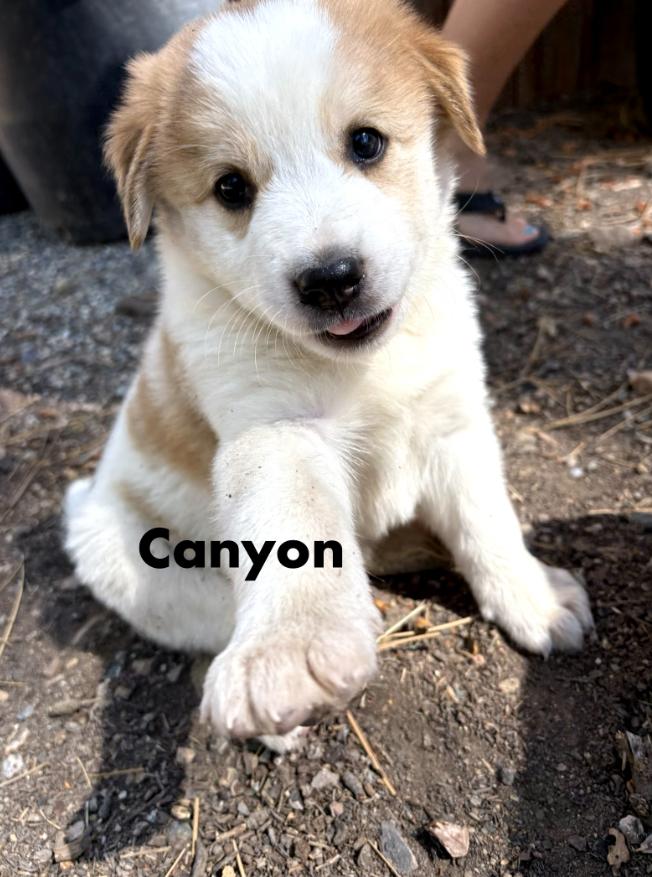 Canyon, Adoptable, Puppy Female Australian Cattle Dog / Blue Heeler.