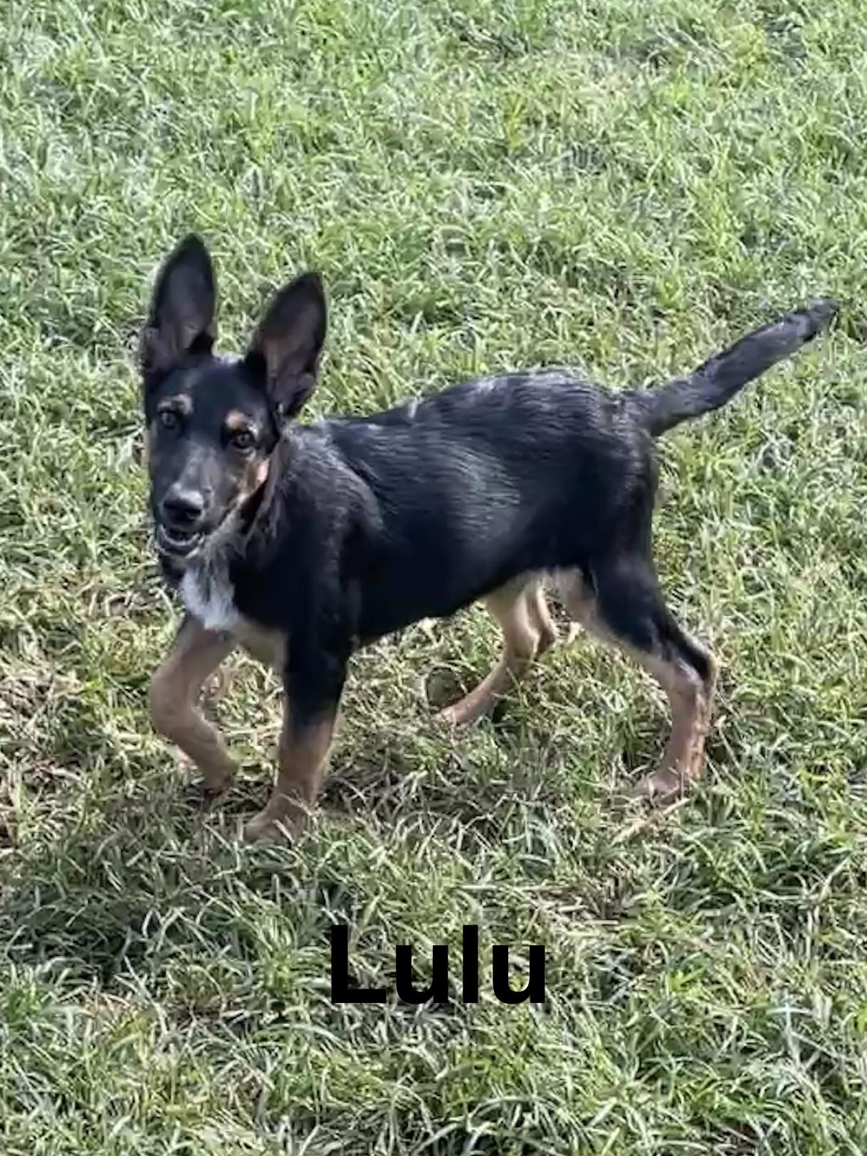 Enlarge Lulu, a Adoptable mixed breed in Topeka, KS image 1/1