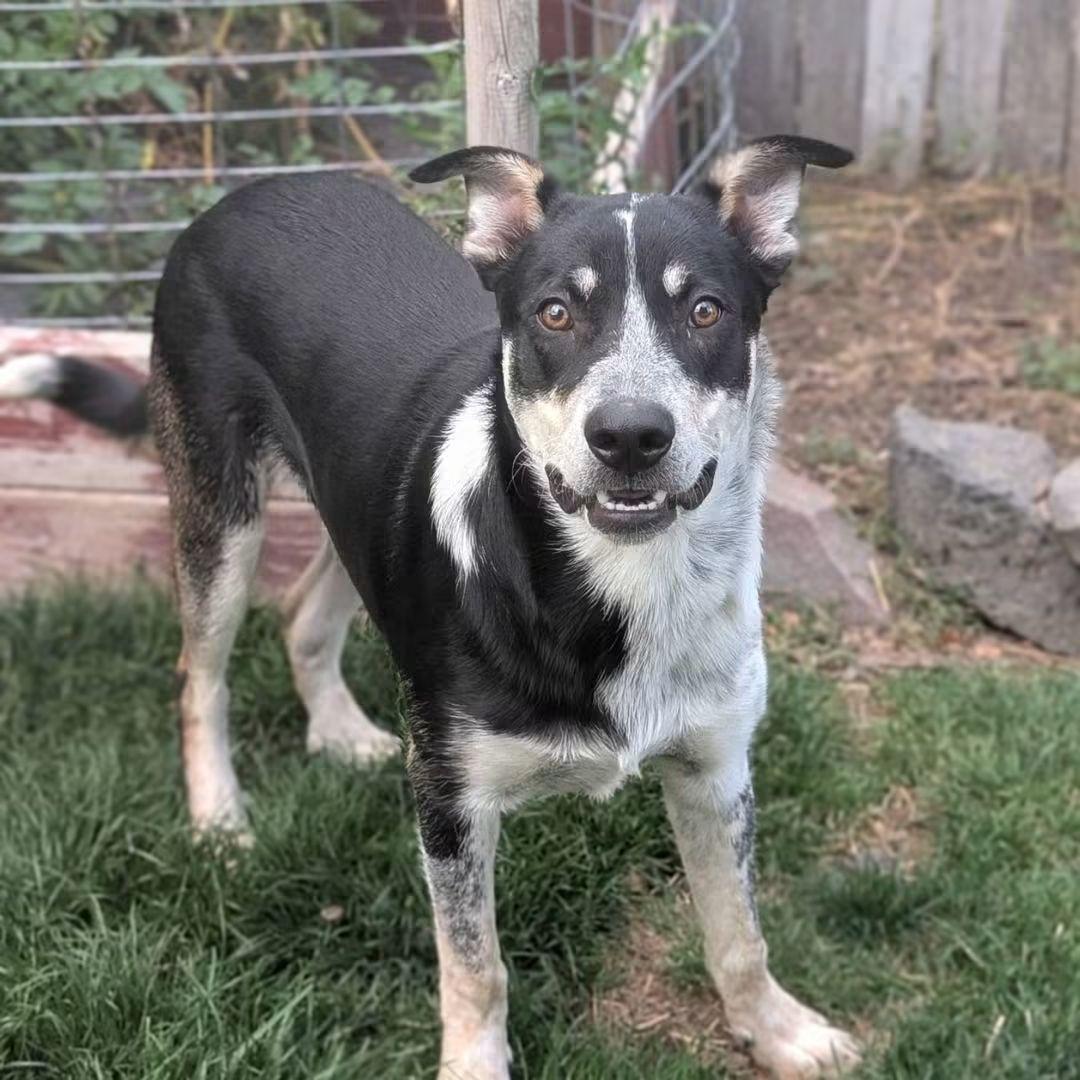 Enlarge Rowdy, a Adoptable mixed breed in Seattle, WA image 1/5