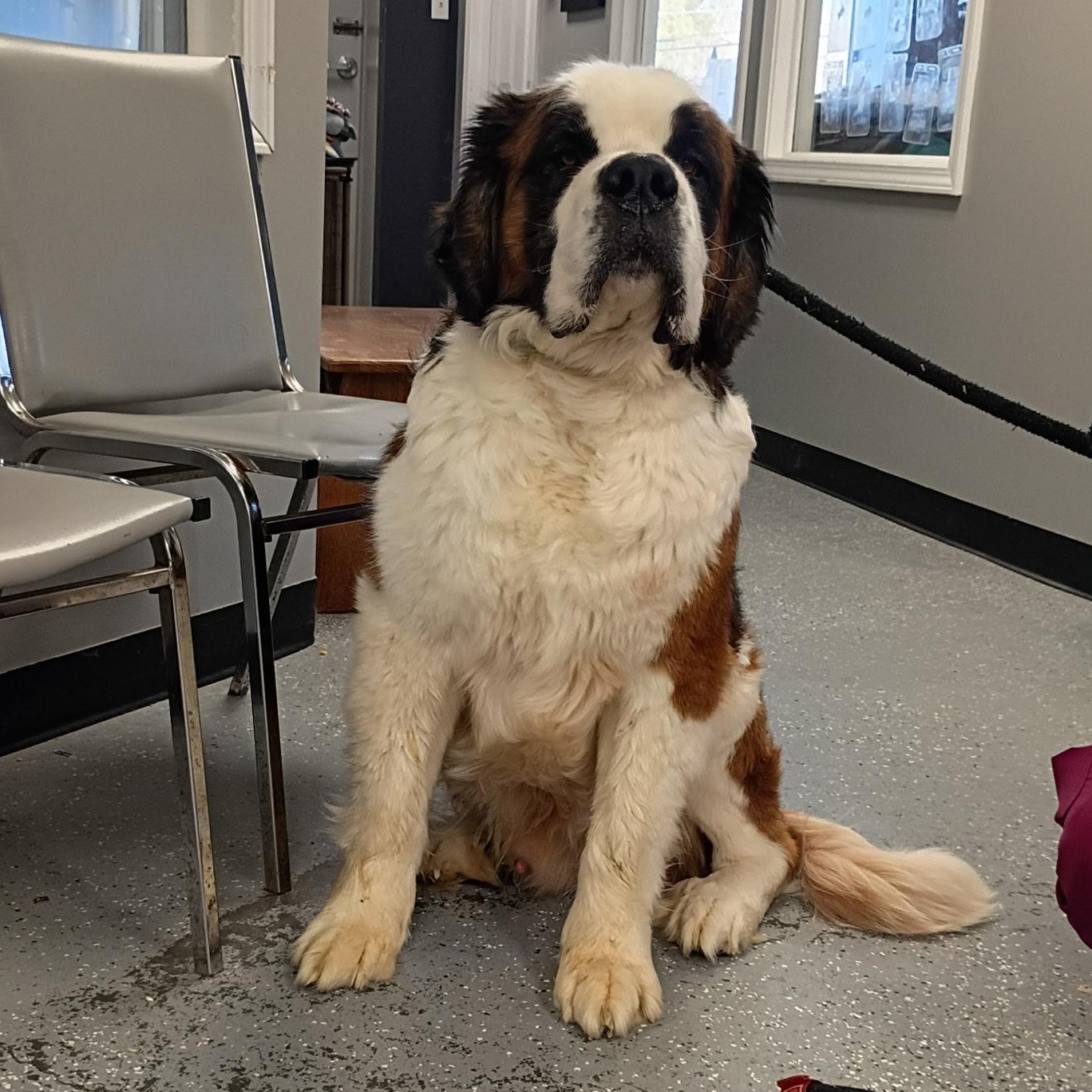Enlarge Billie, an adopted Saint Bernard in Maynardville, TN image 1/1
