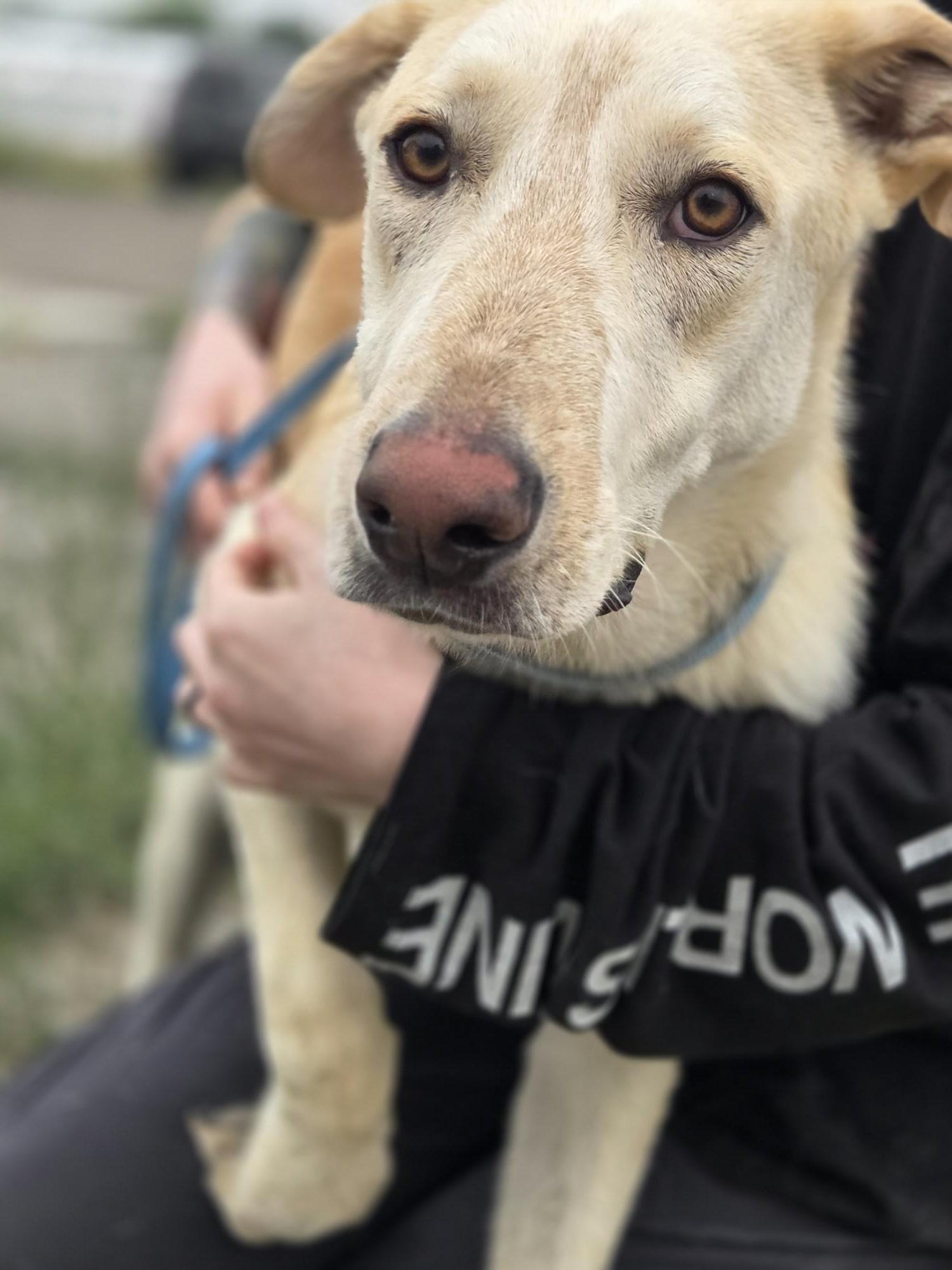 Potentially A Goose, adopted, Adult Male Labrador Retriever.