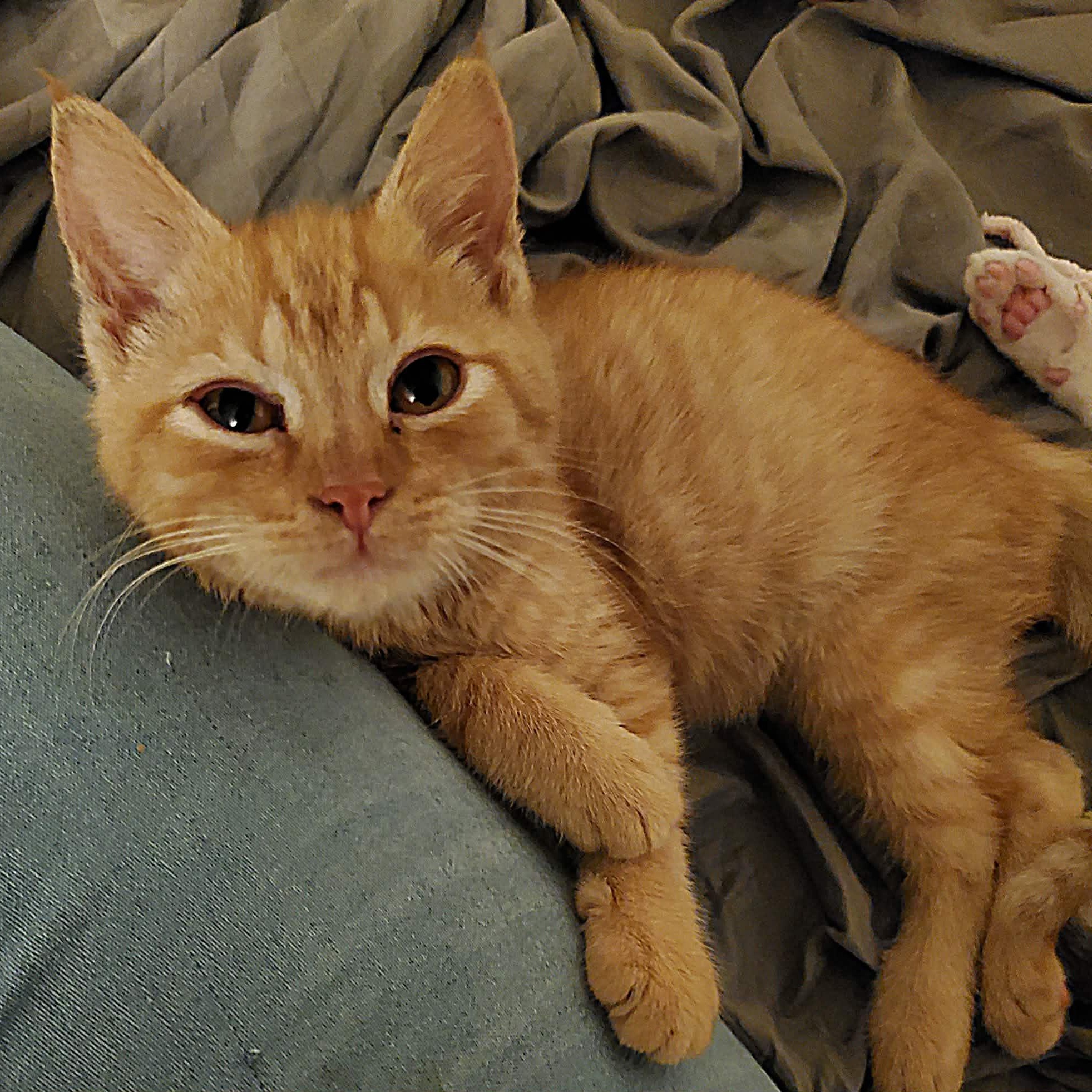 Enlarge Flicker, an adopted Tabby in Fairborn, OH image 2/4