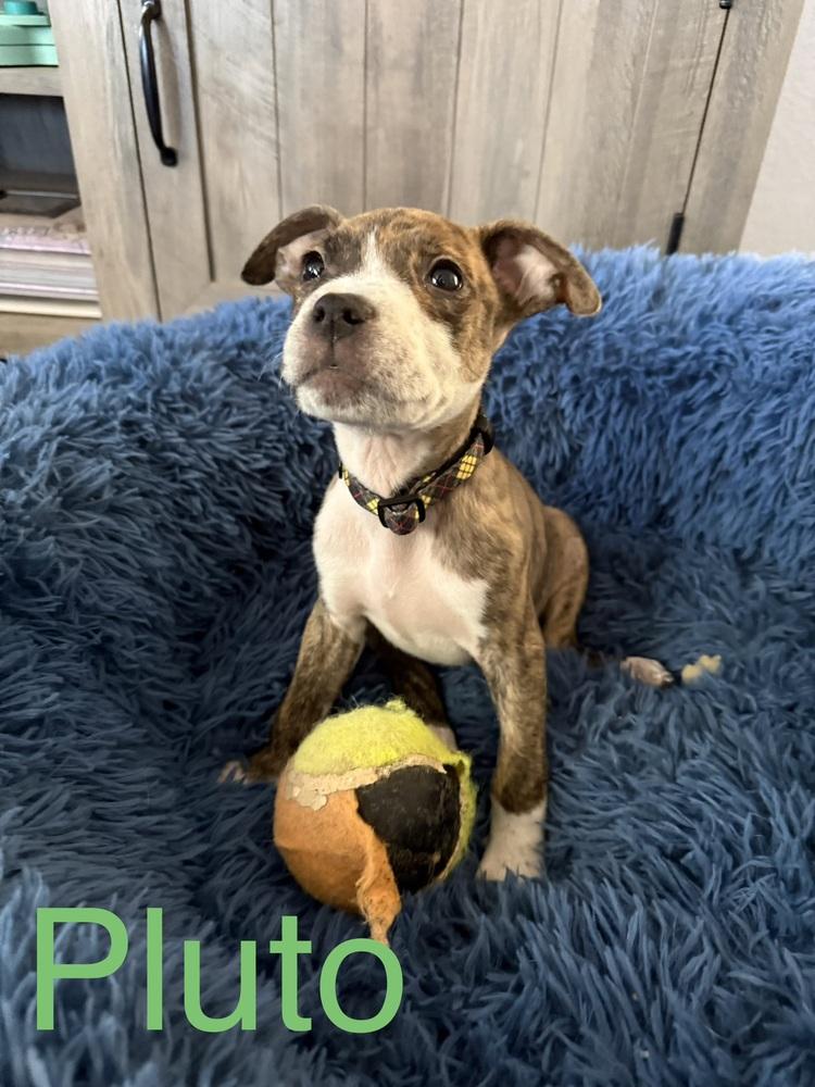 Pluto, Adoptable, Puppy Male American Bulldog.