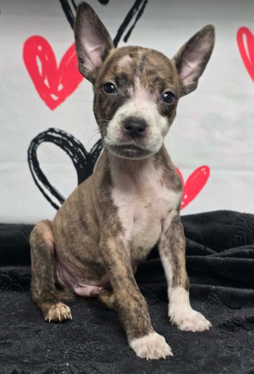 Pluto, a Adoptable American Bulldog in Aurora, CO image 2/5