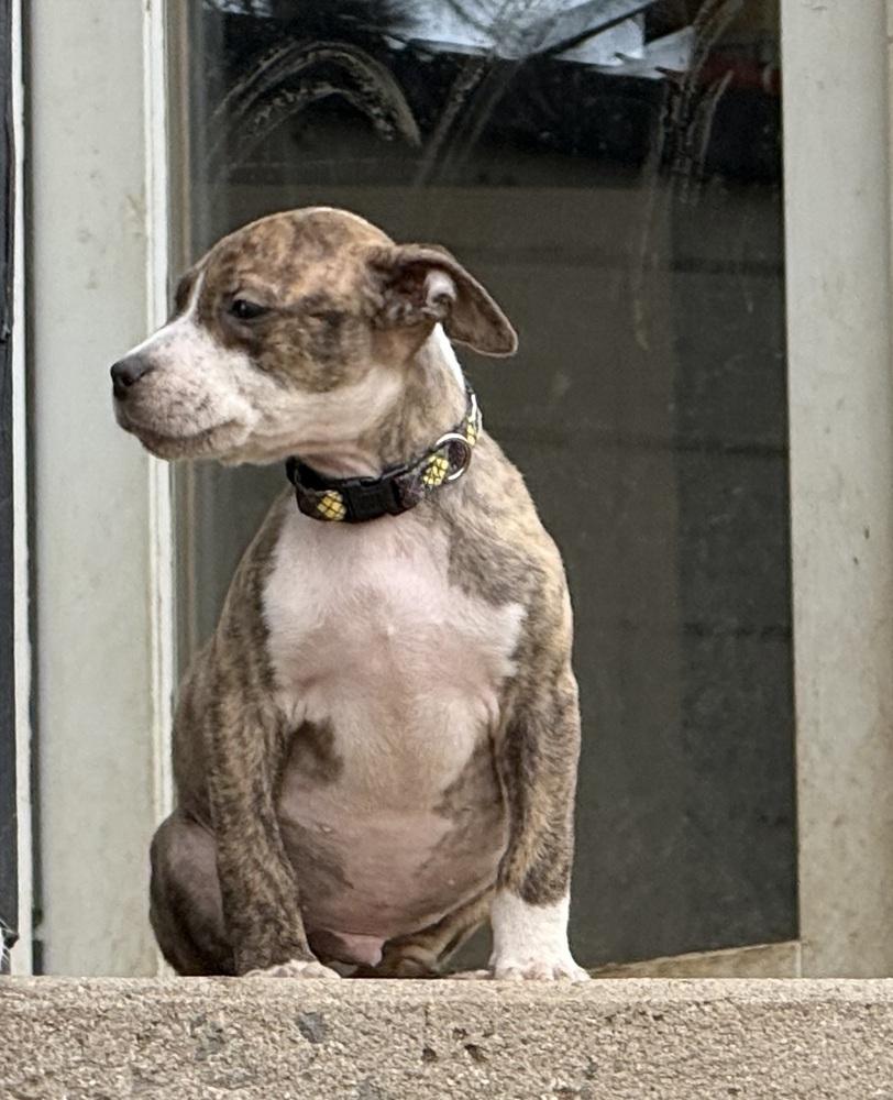 Pluto, a Adoptable American Bulldog in Aurora, CO image 3/5