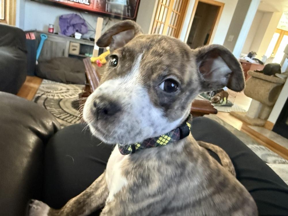 Pluto, a Adoptable American Bulldog in Aurora, CO image 5/5