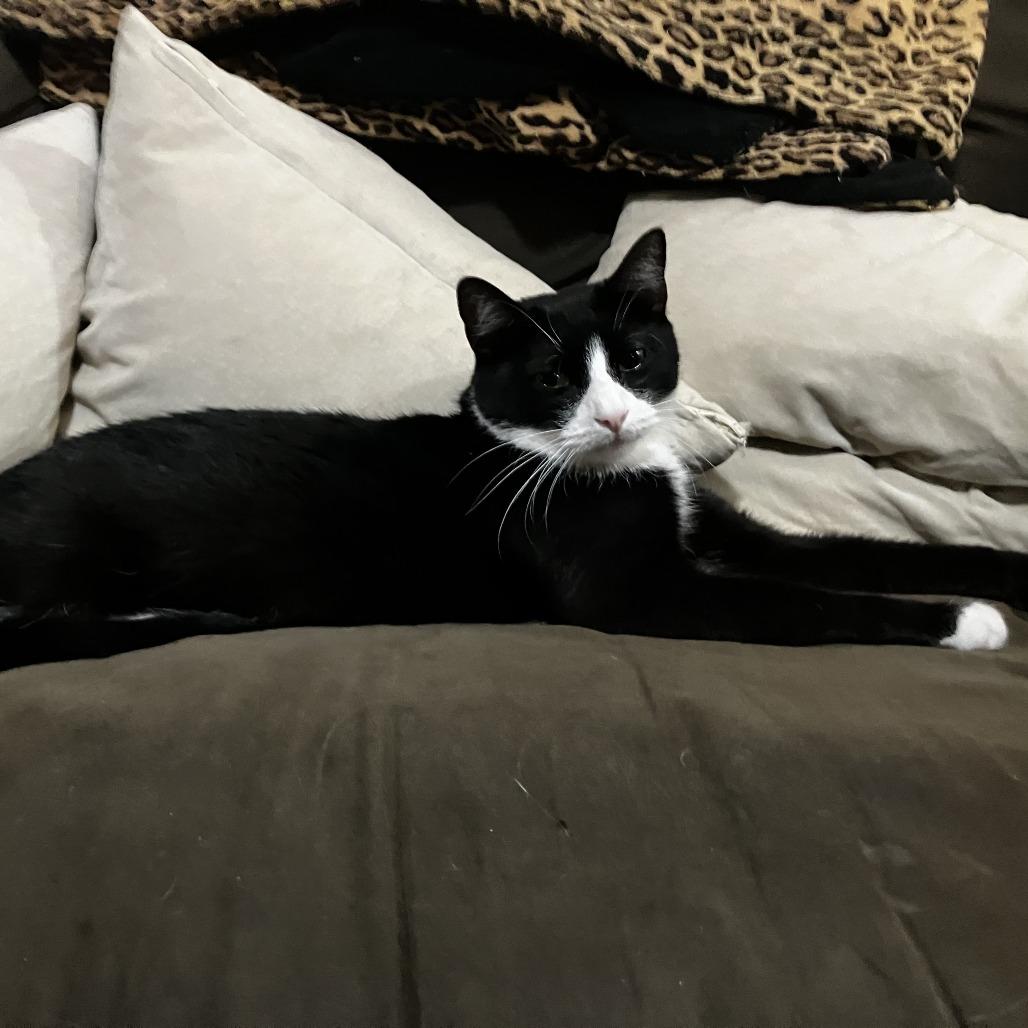 Krispin, a Adoptable Domestic Short Hair in Middle Village, NY image 1/6