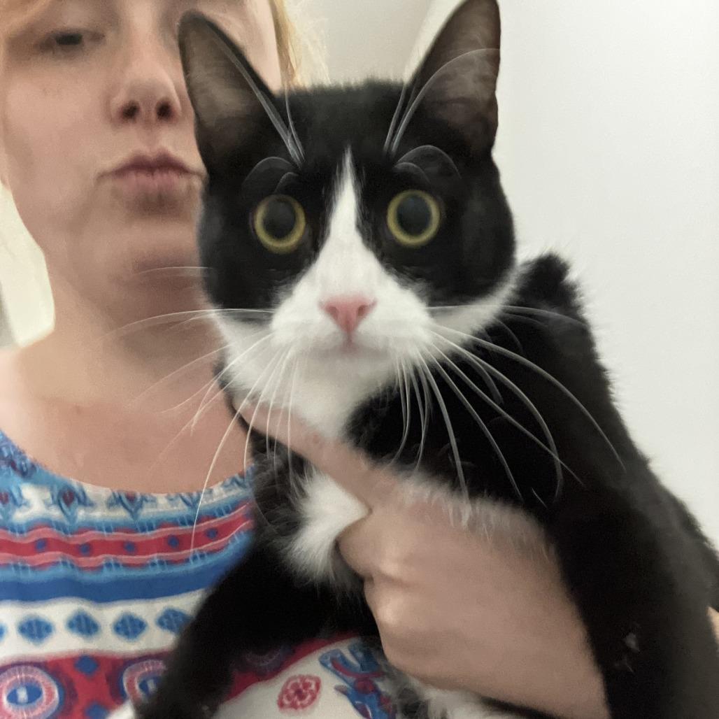 Krispin, a Adoptable Domestic Short Hair in Middle Village, NY image 2/6