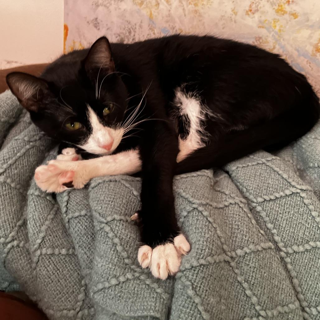 Krispin, a Adoptable Domestic Short Hair in Middle Village, NY image 3/6