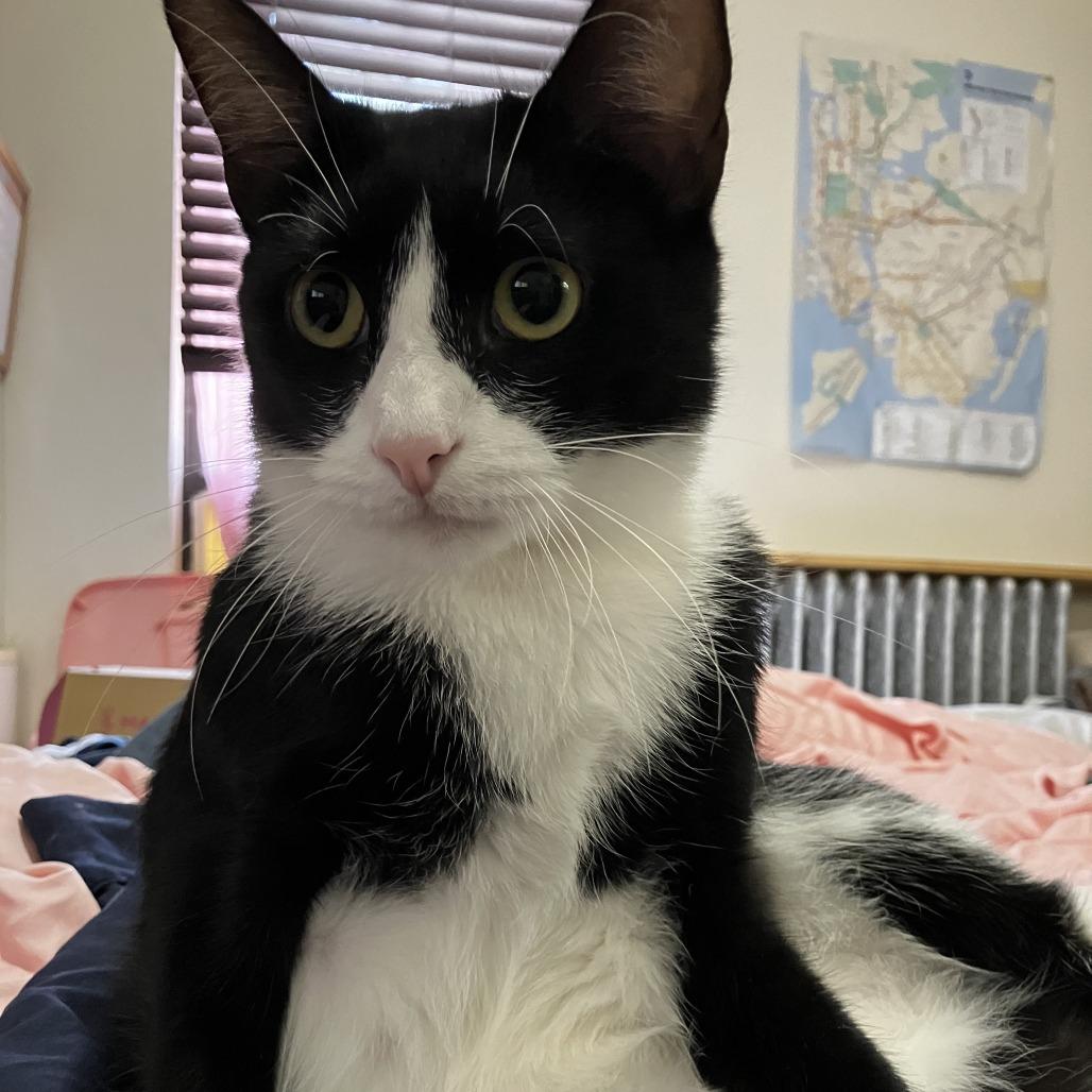 Krispin, a Adoptable Domestic Short Hair in Middle Village, NY image 4/6