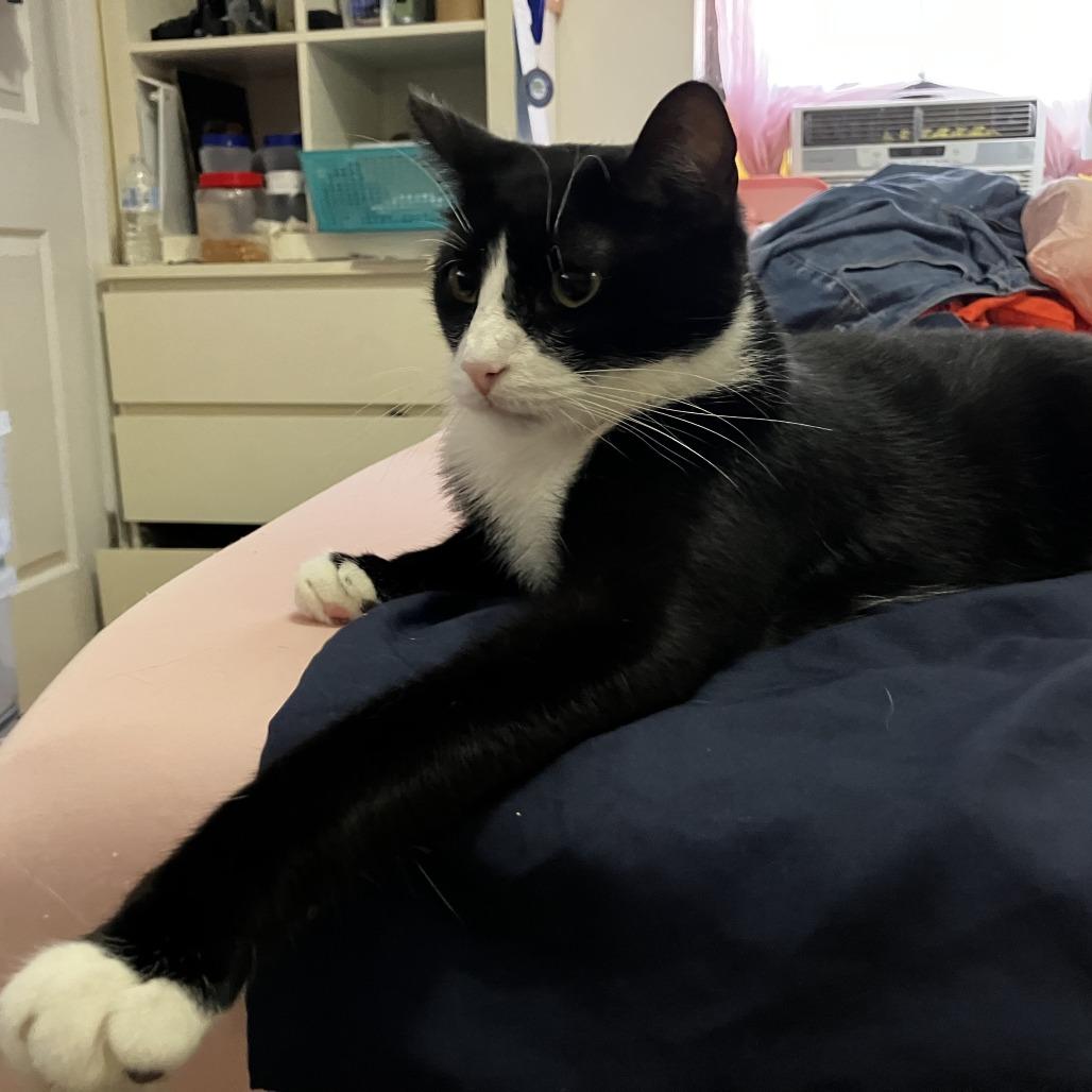 Krispin, a Adoptable Domestic Short Hair in Middle Village, NY image 6/6