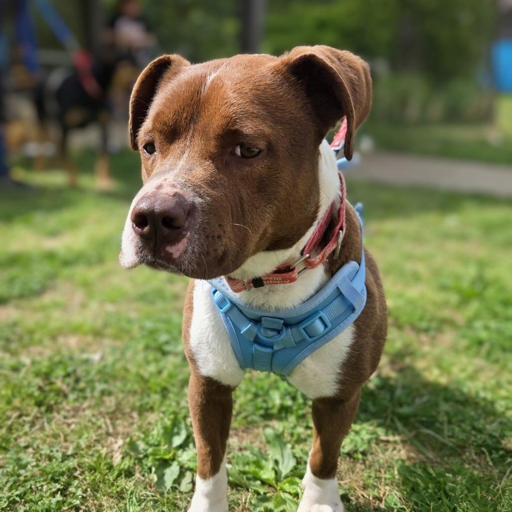 Enlarge Ivy, a Adoptable mixed breed in Shelby, NC image 1/2