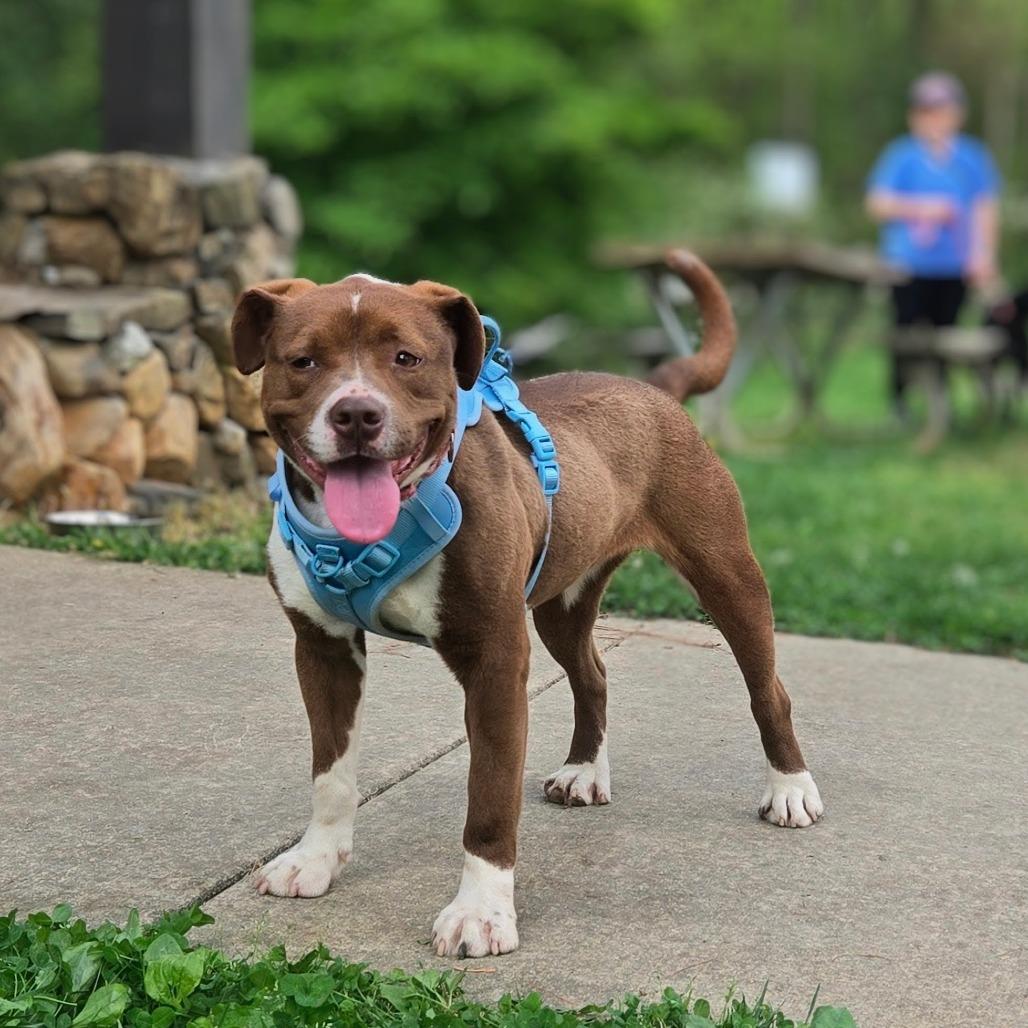 Enlarge Ivy, a Adoptable mixed breed in Shelby, NC image 2/2