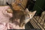 Enlarge Heidi, an adopted Dilute Tortoiseshell in Greensboro, NC image 1/1