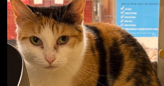 Buttascotch, Adoptable, Adult Female Domestic Short Hair.
