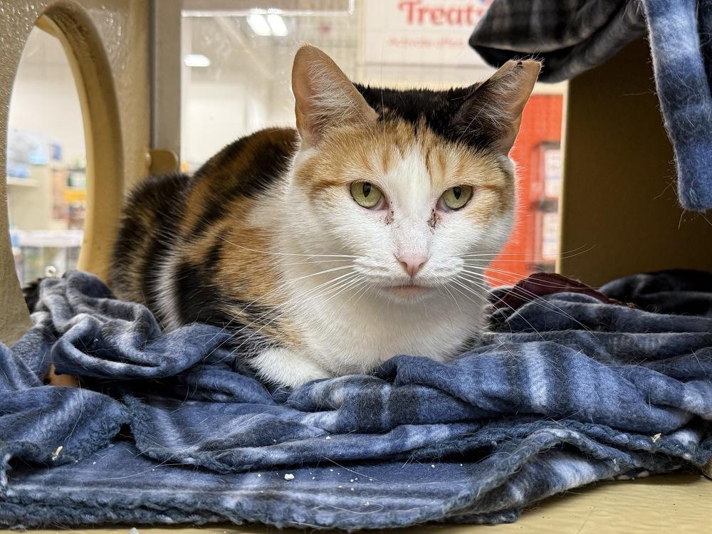 Enlarge Buttascotch, a Adoptable Domestic Short Hair in East hartford, CT image 2/3