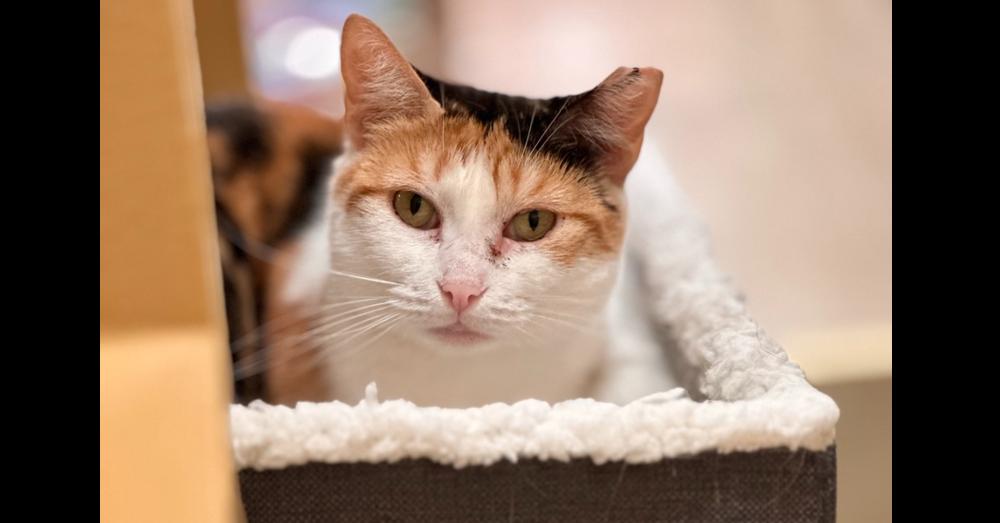 Enlarge Buttascotch, a Adoptable Domestic Short Hair in East hartford, CT image 3/3