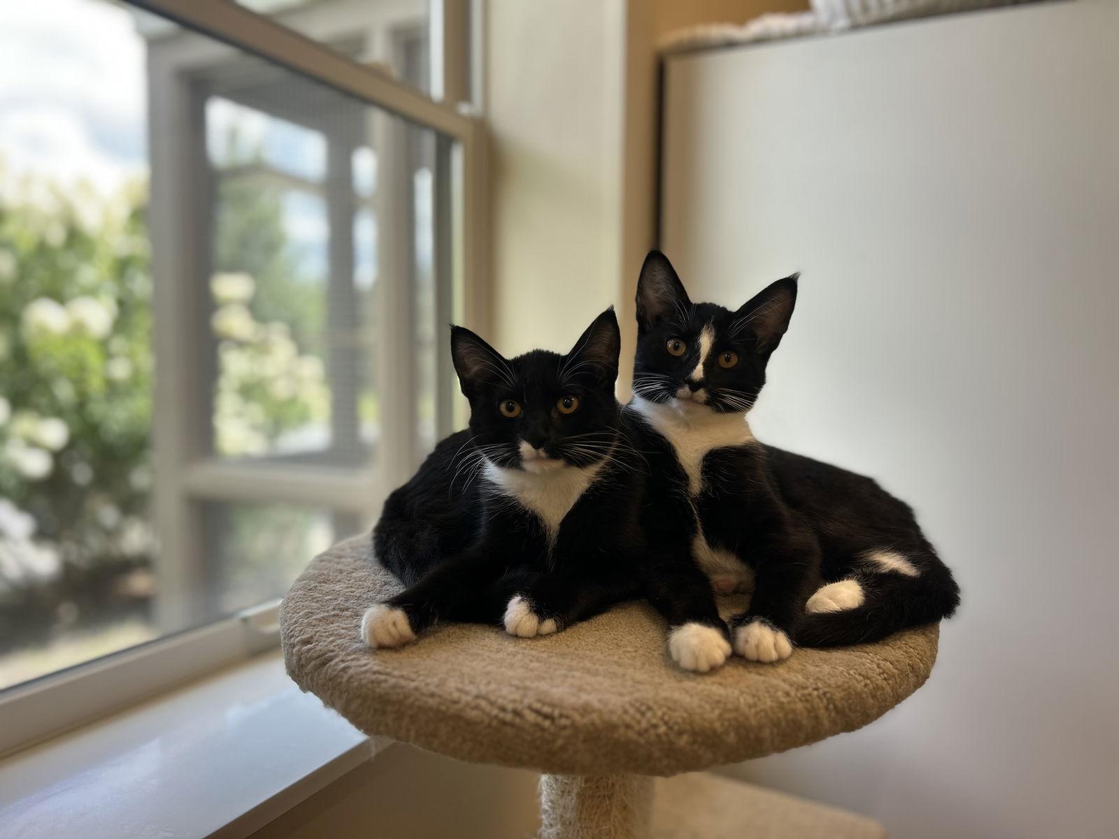 Enlarge Sweet Pea & Petunia, a Adoptable Domestic Short Hair in Arlington, VT image 1/3