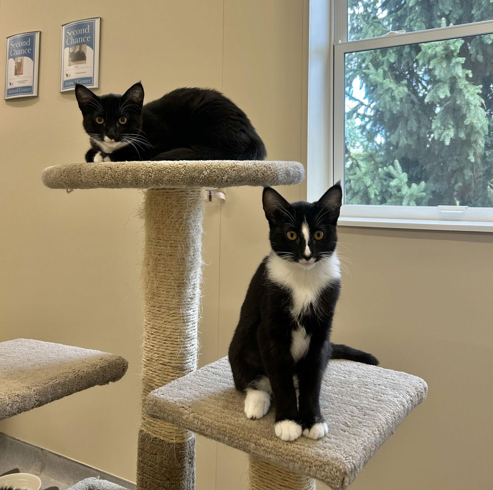 Enlarge Sweet Pea & Petunia, a Adoptable Domestic Short Hair in Arlington, VT image 2/3