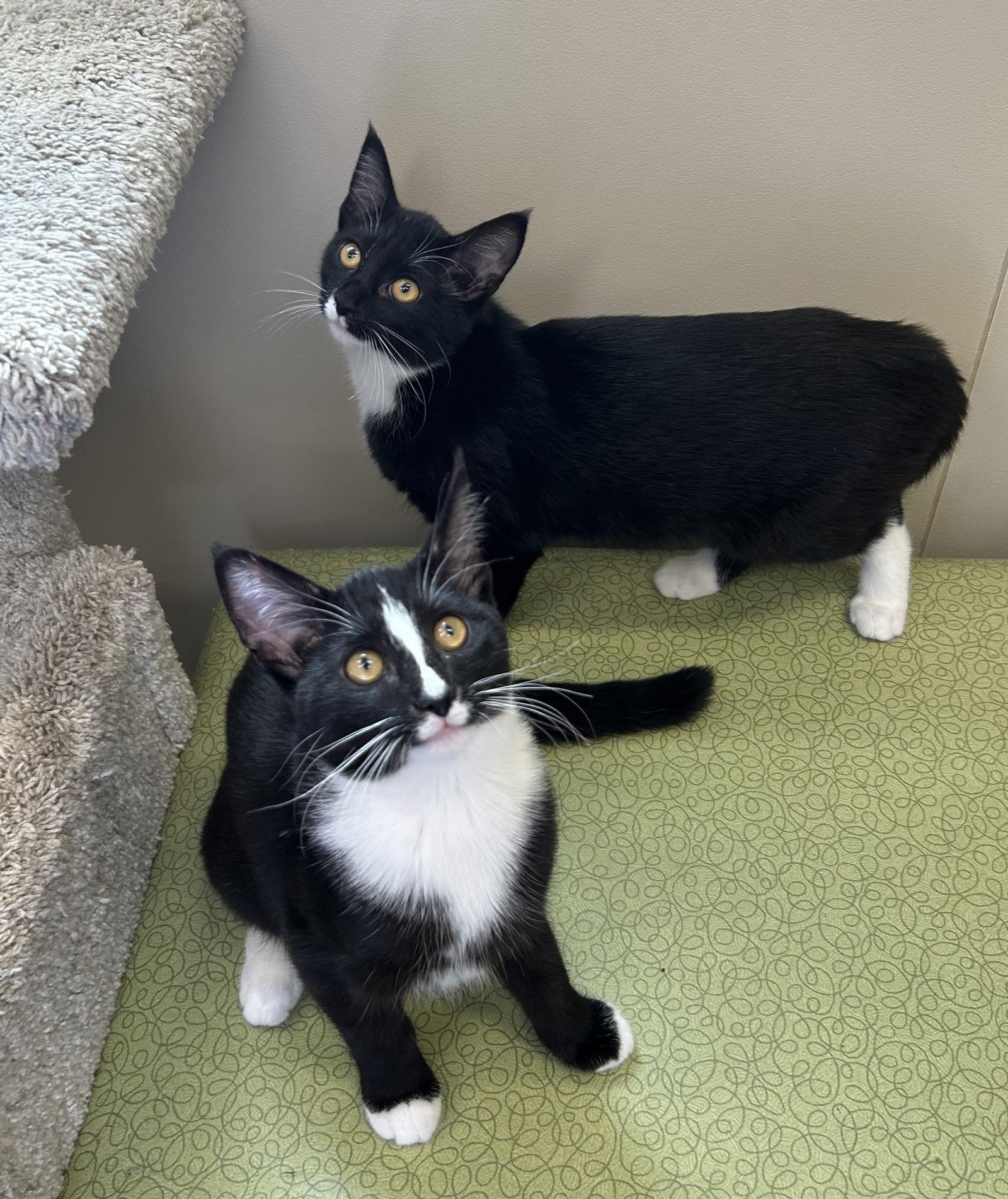 Enlarge Sweet Pea & Petunia, a Adoptable Domestic Short Hair in Arlington, VT image 3/3