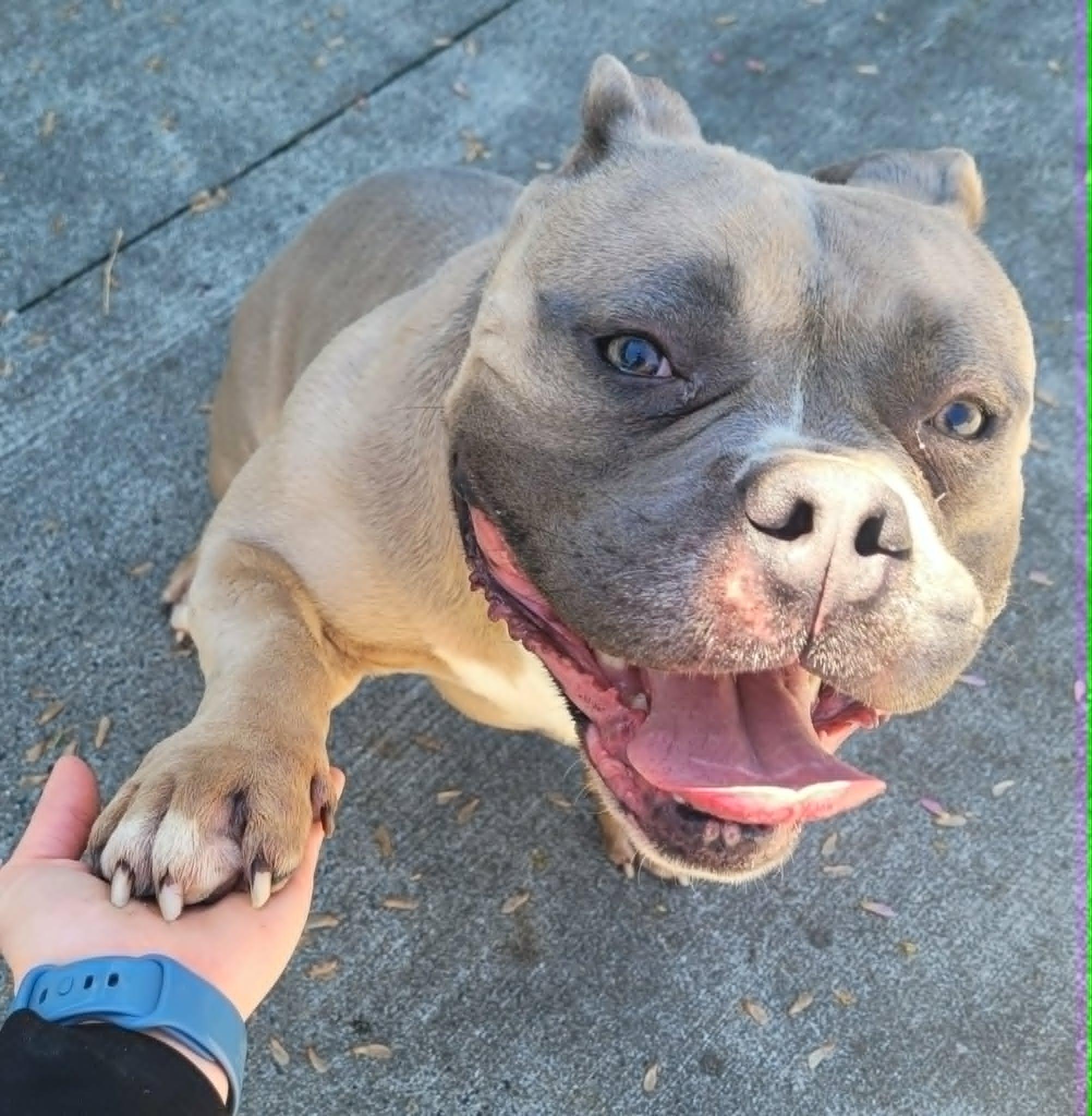 Big Ed with the Big Head, a Adoptable mixed breed in Meriden, CT image 2/6