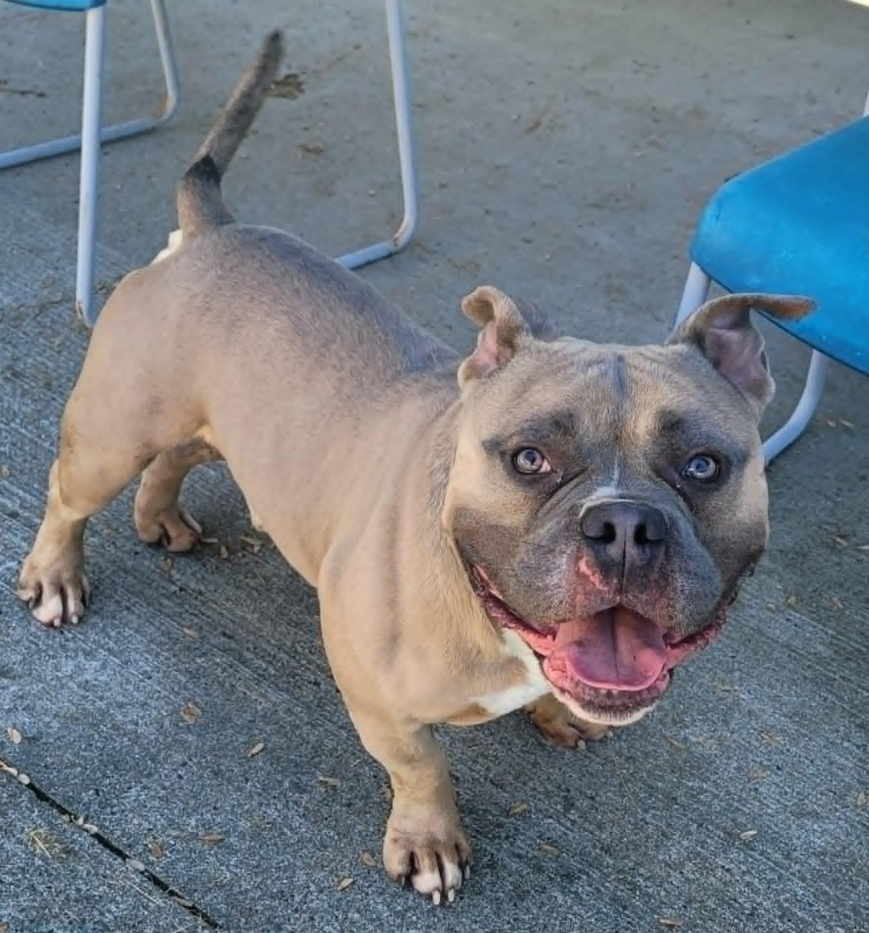 Big Ed with the Big Head, a Adoptable mixed breed in Meriden, CT image 5/6