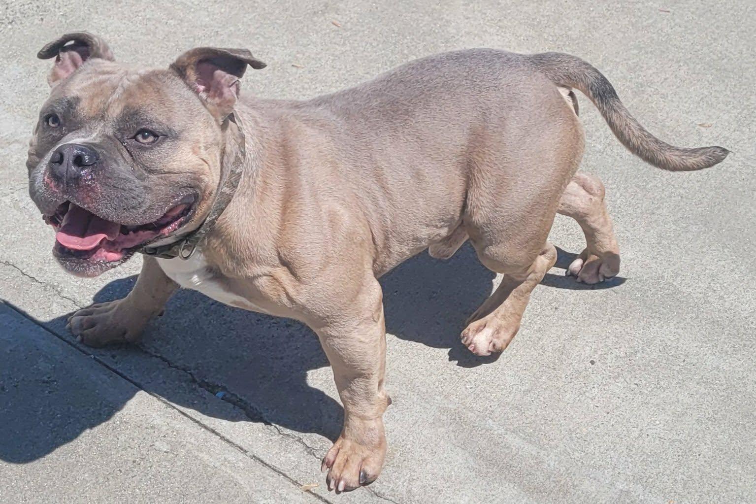 Big Ed with the Big Head, a Adoptable mixed breed in Meriden, CT image 6/6
