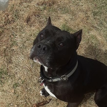 Bruce Wayne “Batman” – check out his ears! Handsome & Smart!! Fostered in Claremont, NH, a Adoptable mixed breed in Williston, VT image 1/6