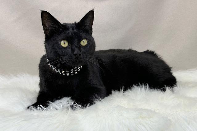 Emily, ADOPTABLE, Adult Female Domestic Short Hair.
