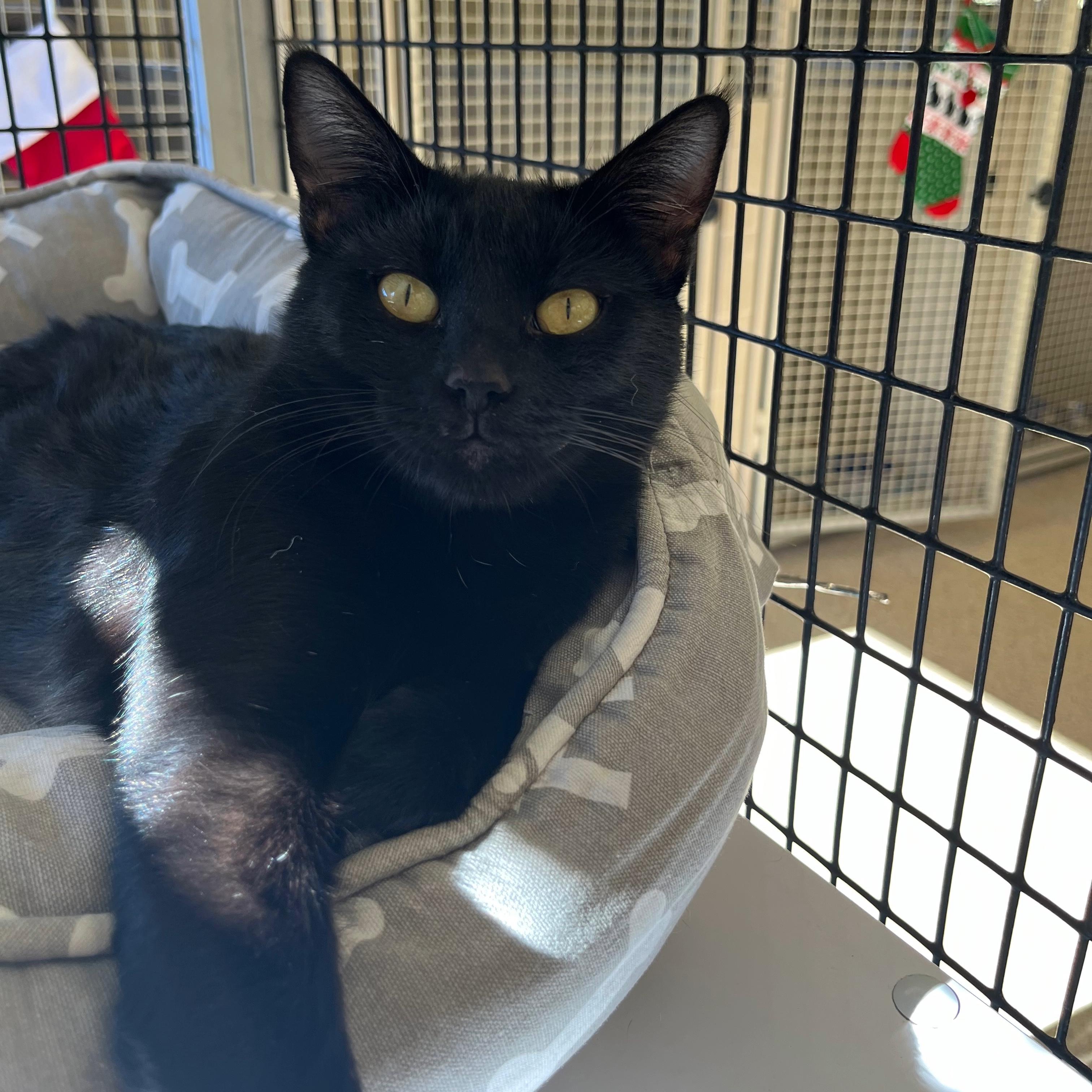 Enlarge Emily, a ADOPTABLE mixed breed in Kerrville, TX image 1/1