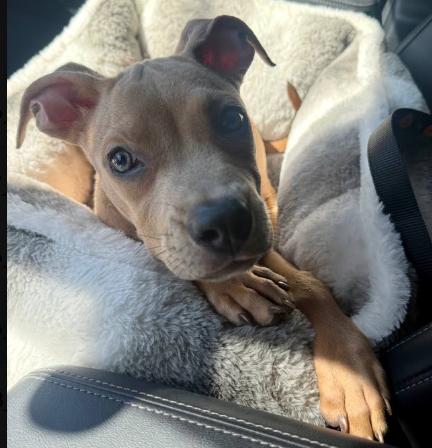 Enlarge Springsteen, a Adoptable Pit Bull Terrier in Long Beach, CA image 2/2