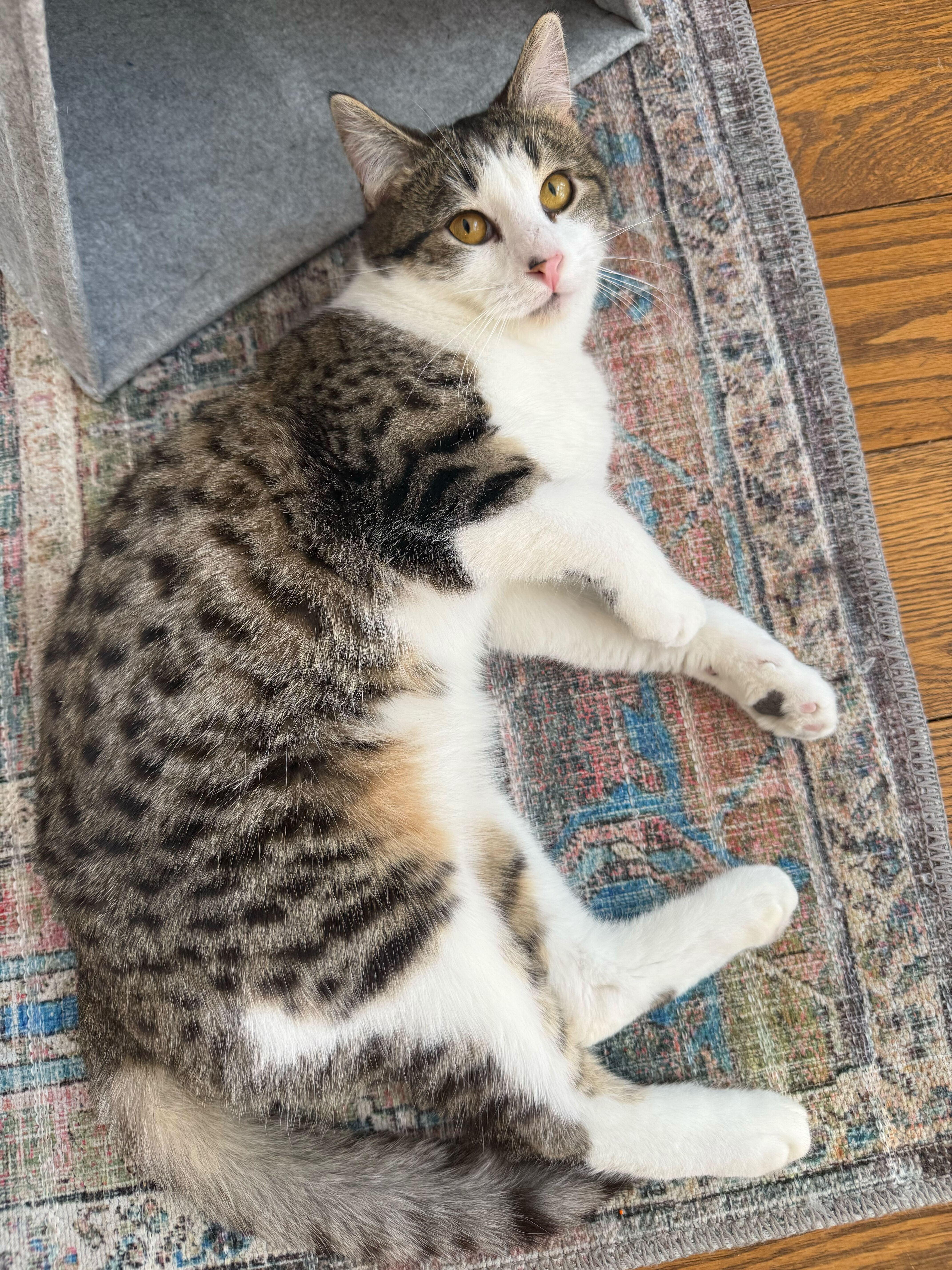 Enlarge Percy, a ADOPTABLE Domestic Short Hair in Wakefield, QC image 5/6