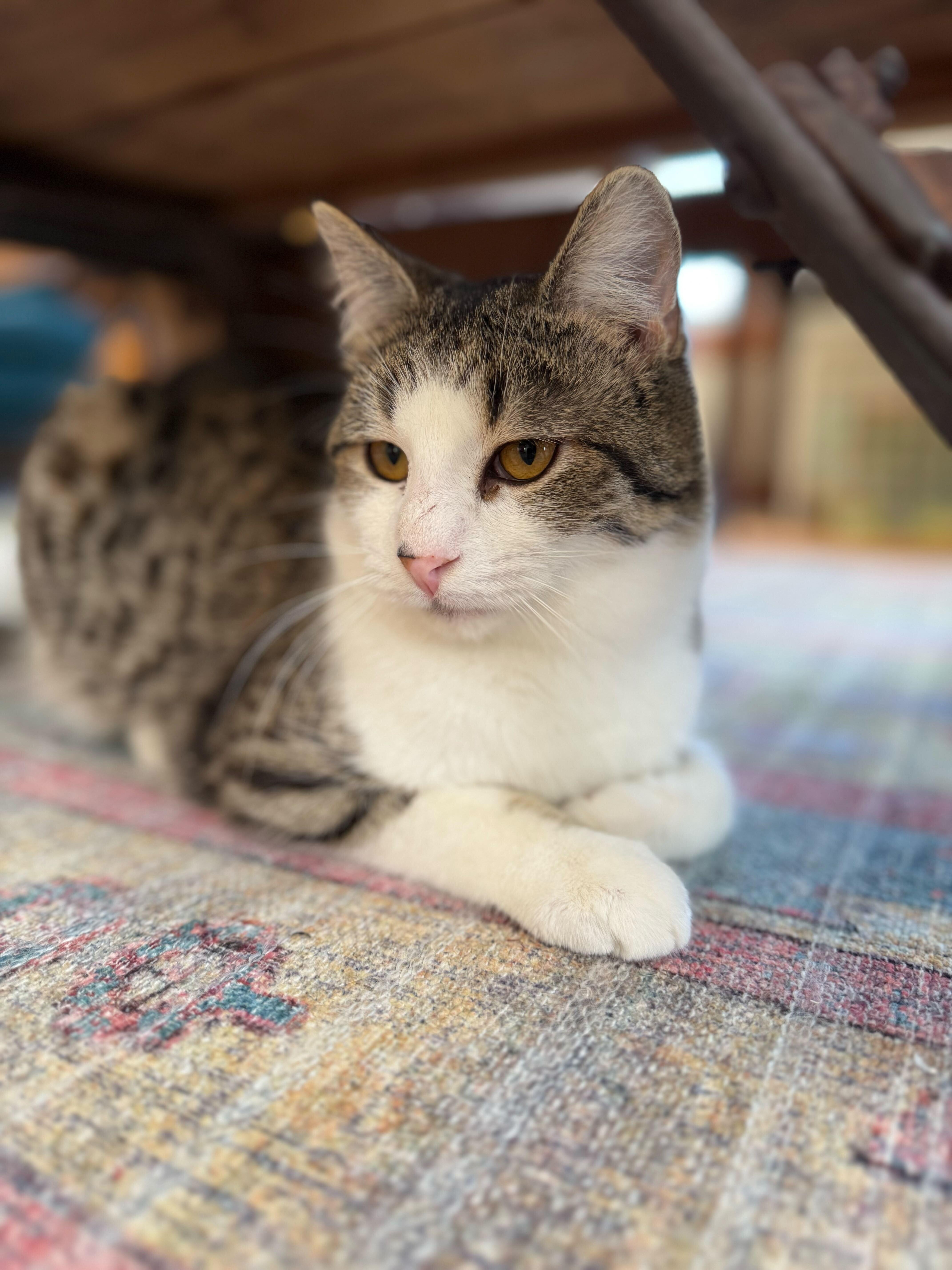 Enlarge Percy, a ADOPTABLE Domestic Short Hair in Wakefield, QC image 3/6