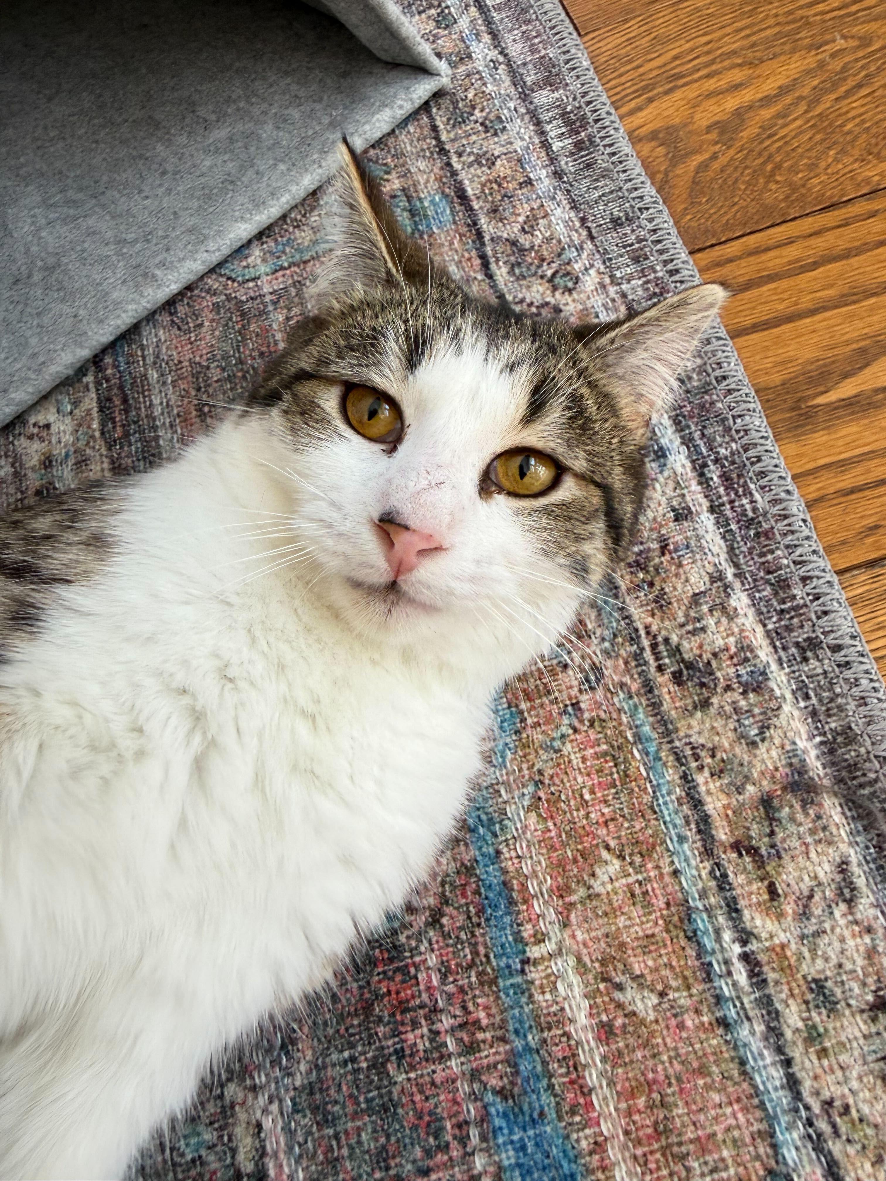 Enlarge Percy, a ADOPTABLE Domestic Short Hair in Wakefield, QC image 1/6