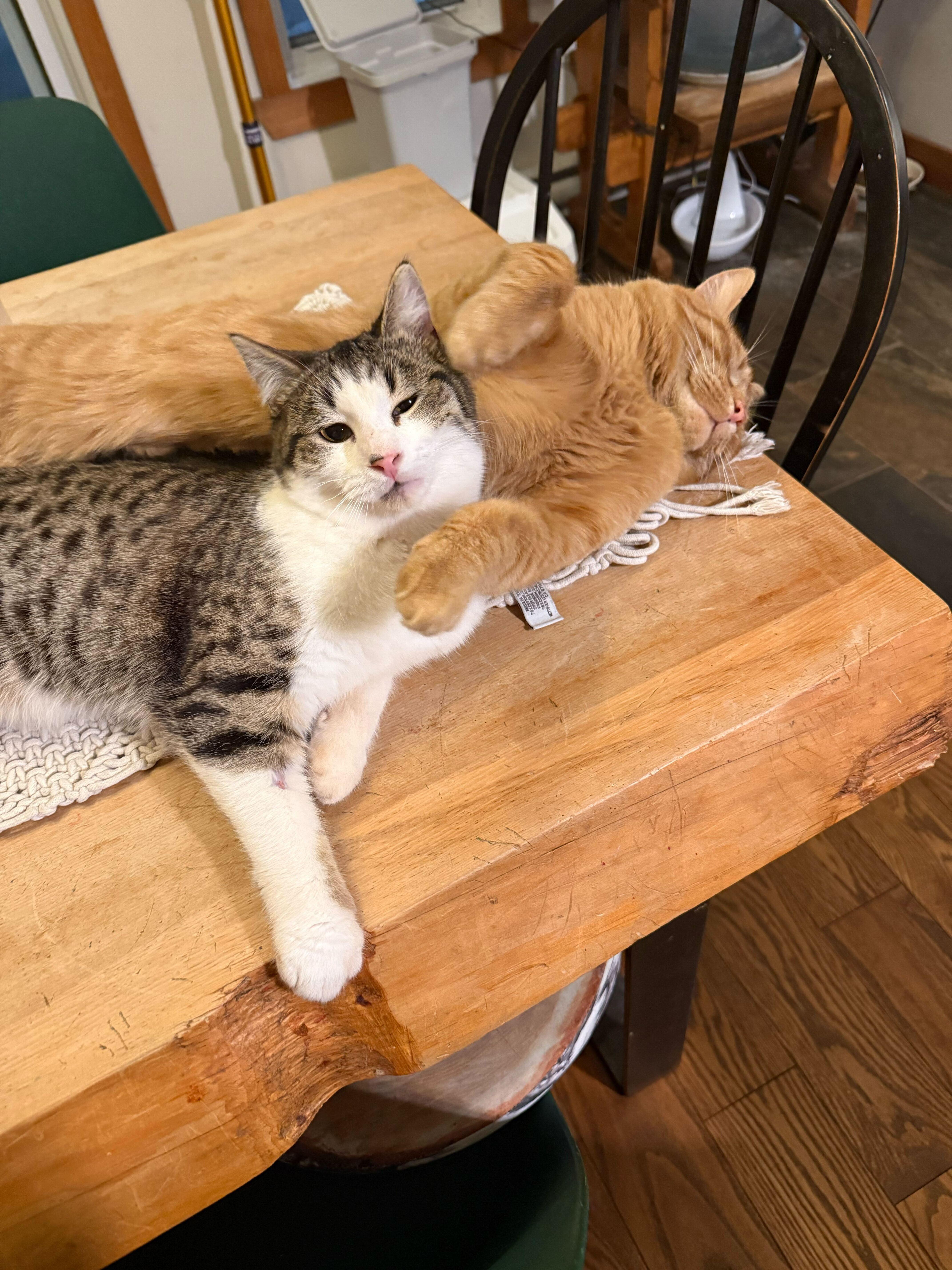 Enlarge Percy, a ADOPTABLE Domestic Short Hair in Wakefield, QC image 2/6