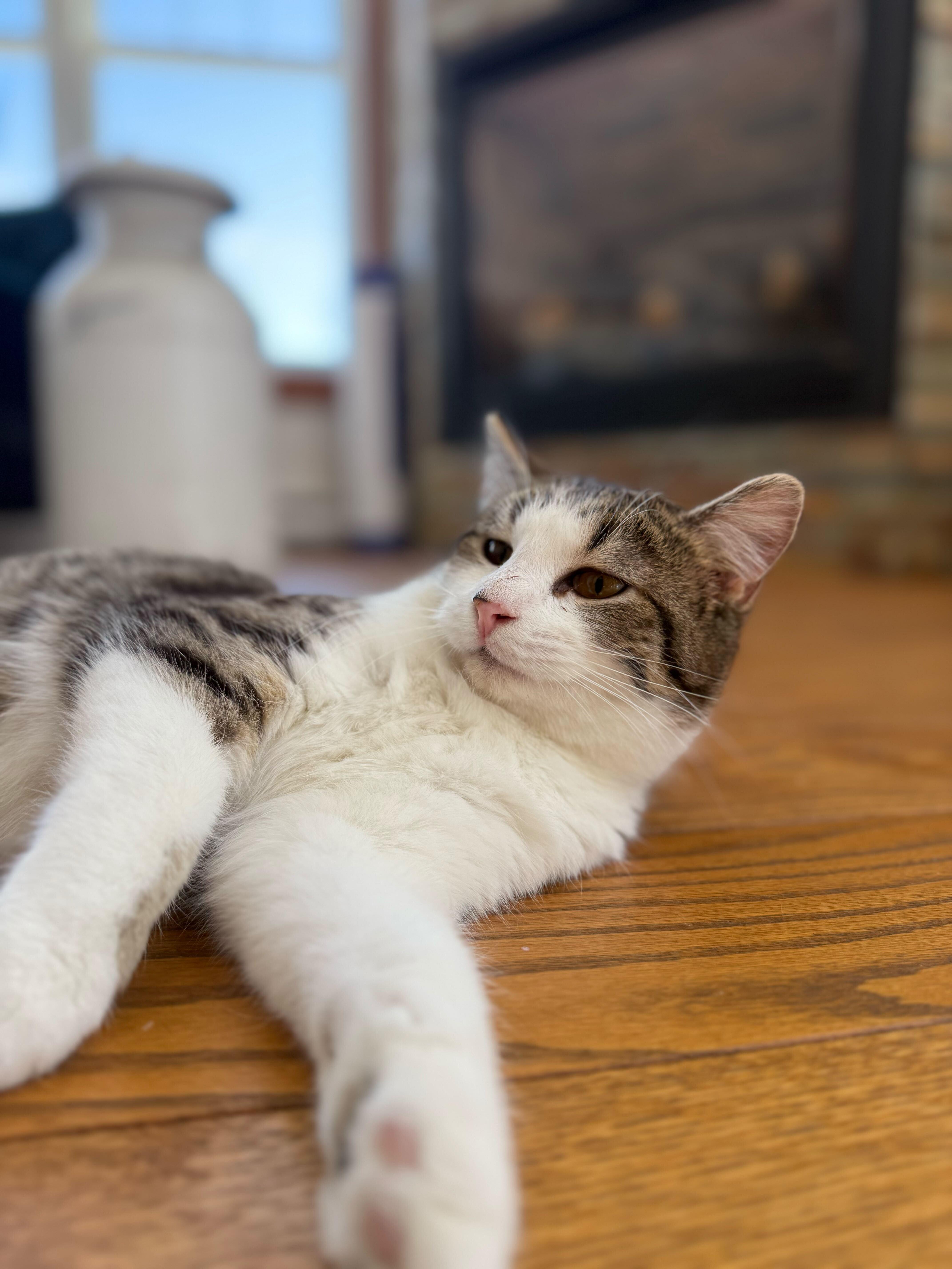 Enlarge Percy, a ADOPTABLE Domestic Short Hair in Wakefield, QC image 4/6