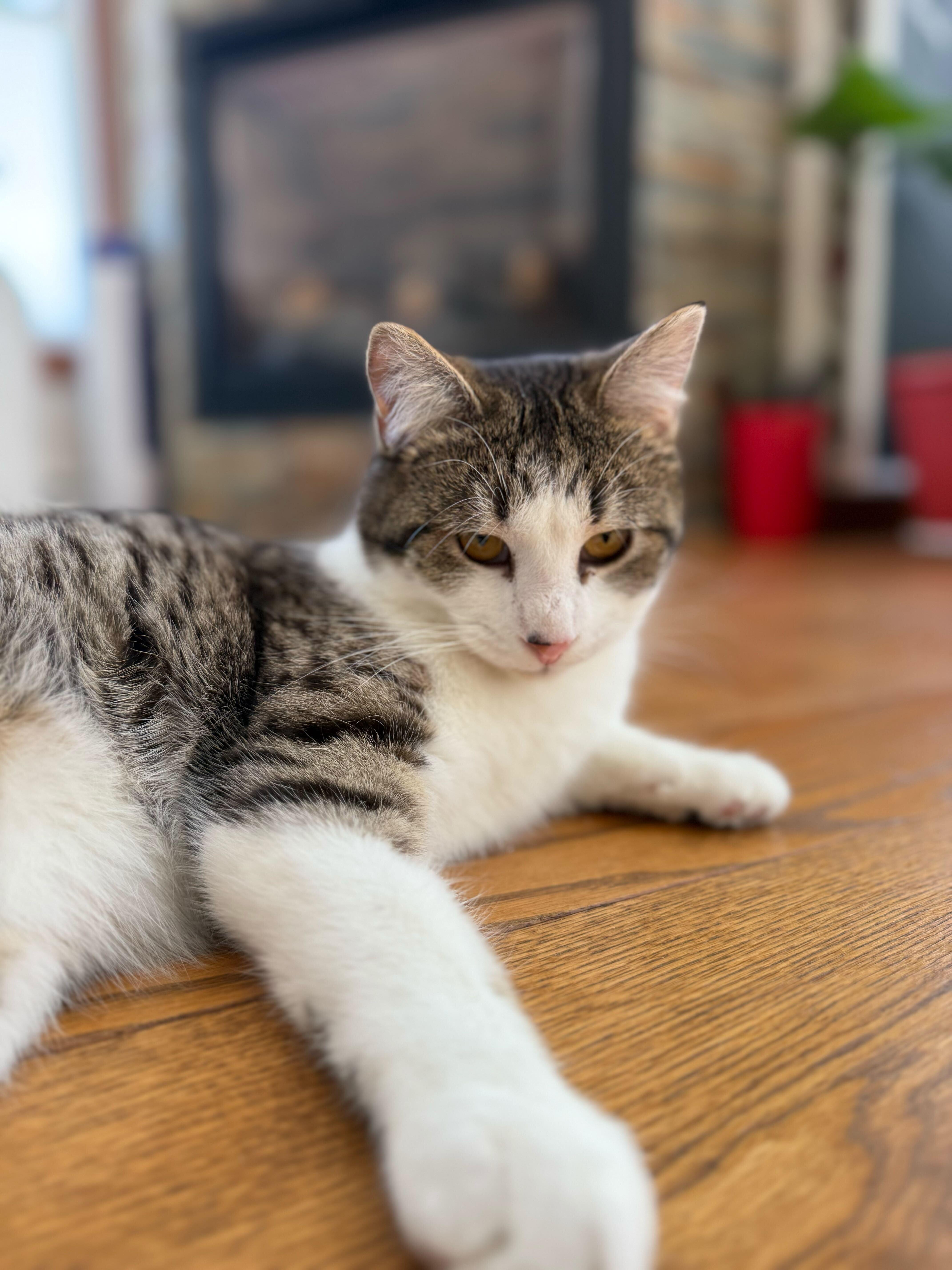 Enlarge Percy, a ADOPTABLE Domestic Short Hair in Wakefield, QC image 6/6