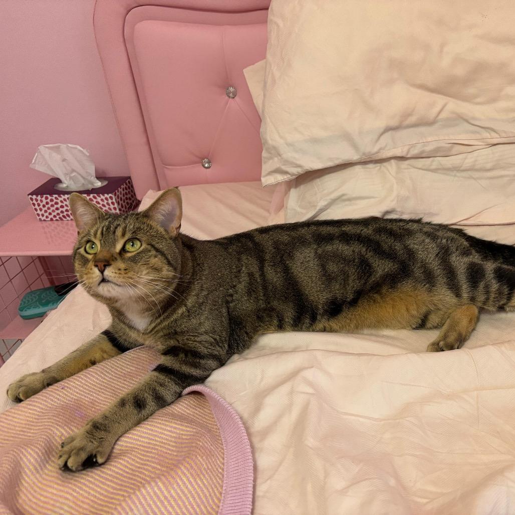 Stitch, a Adoptable Domestic Short Hair in Puslinch, ON image 1/2