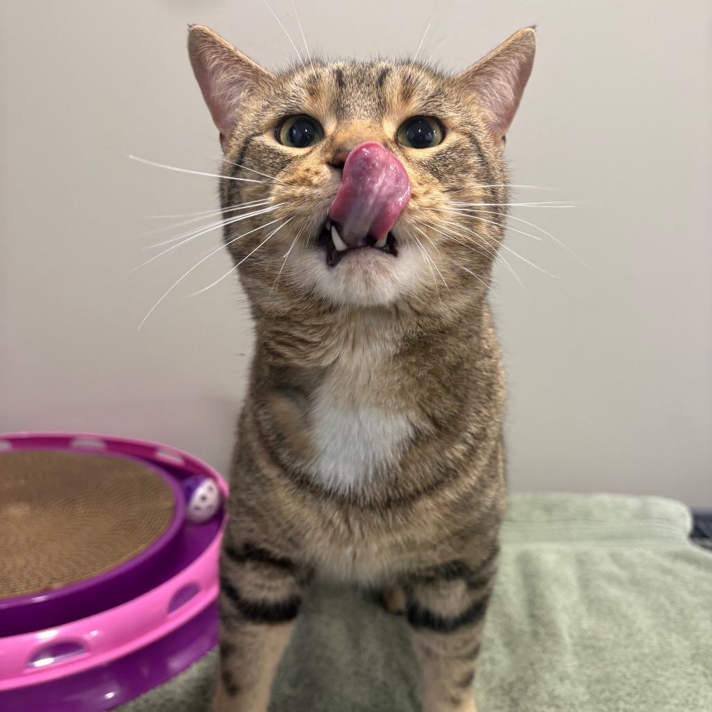 Stitch, a Adoptable Domestic Short Hair in Puslinch, ON image 1/4