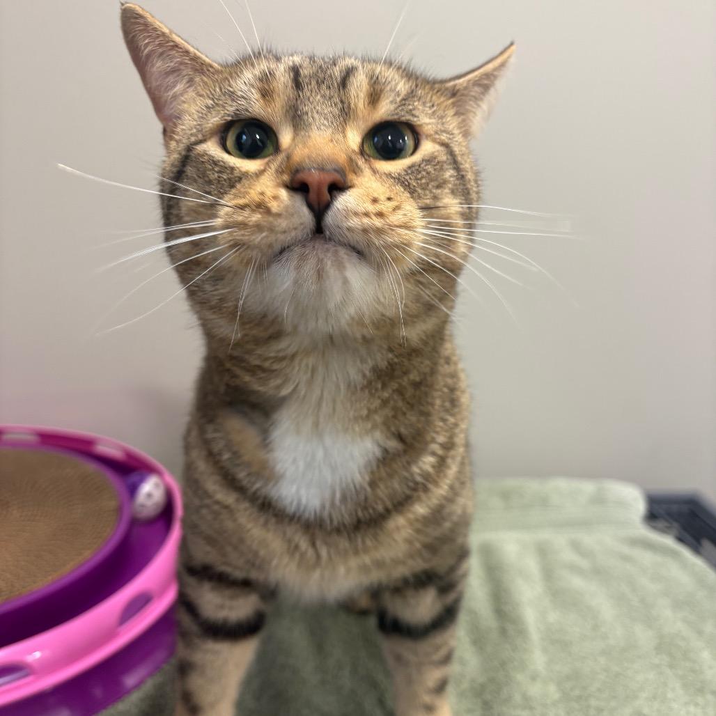 Stitch, a Adoptable Domestic Short Hair in Puslinch, ON image 2/4