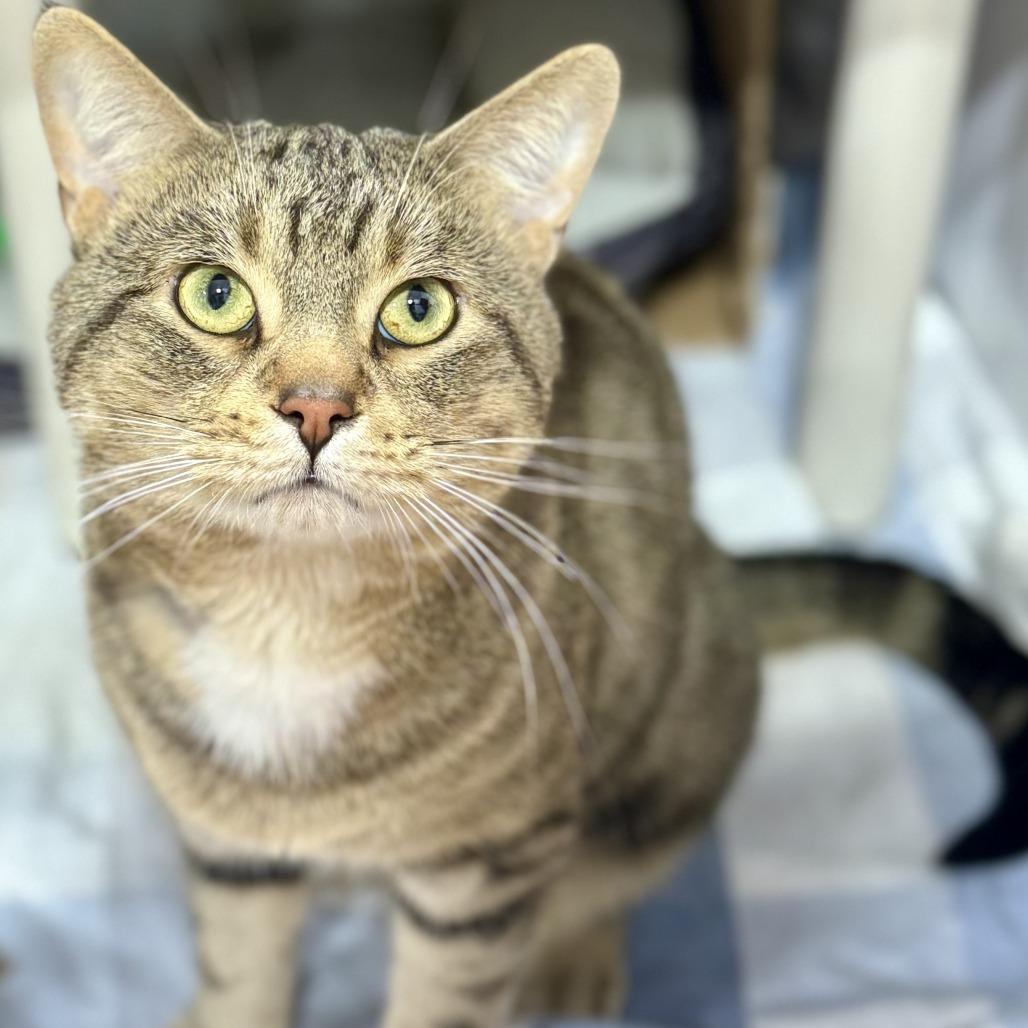 Stitch, a Adoptable Domestic Short Hair in Puslinch, ON image 3/4