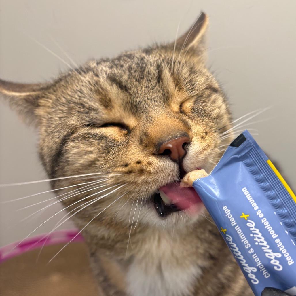 Stitch, a Adoptable Domestic Short Hair in Puslinch, ON image 2/2