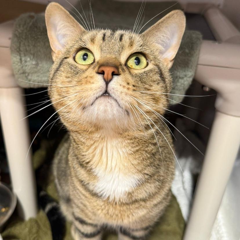 Stitch, a Adoptable Domestic Short Hair in Puslinch, ON image 4/4